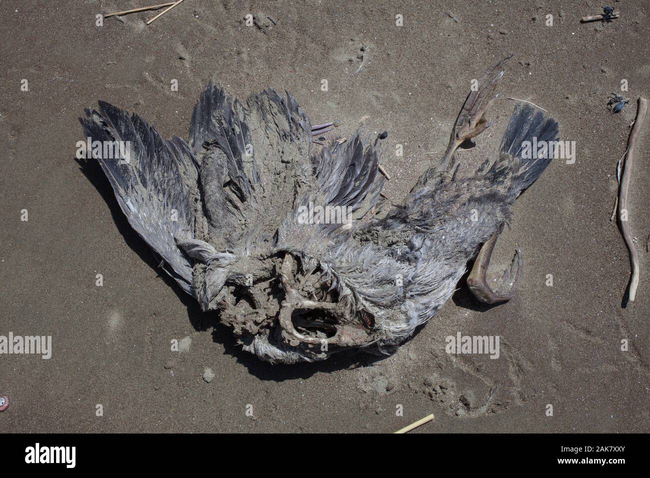 Treibgut am Strand: die Überreste der toten Tiere: einen toten Vogel - wahrscheinlich ein graues Shag. Stockfoto