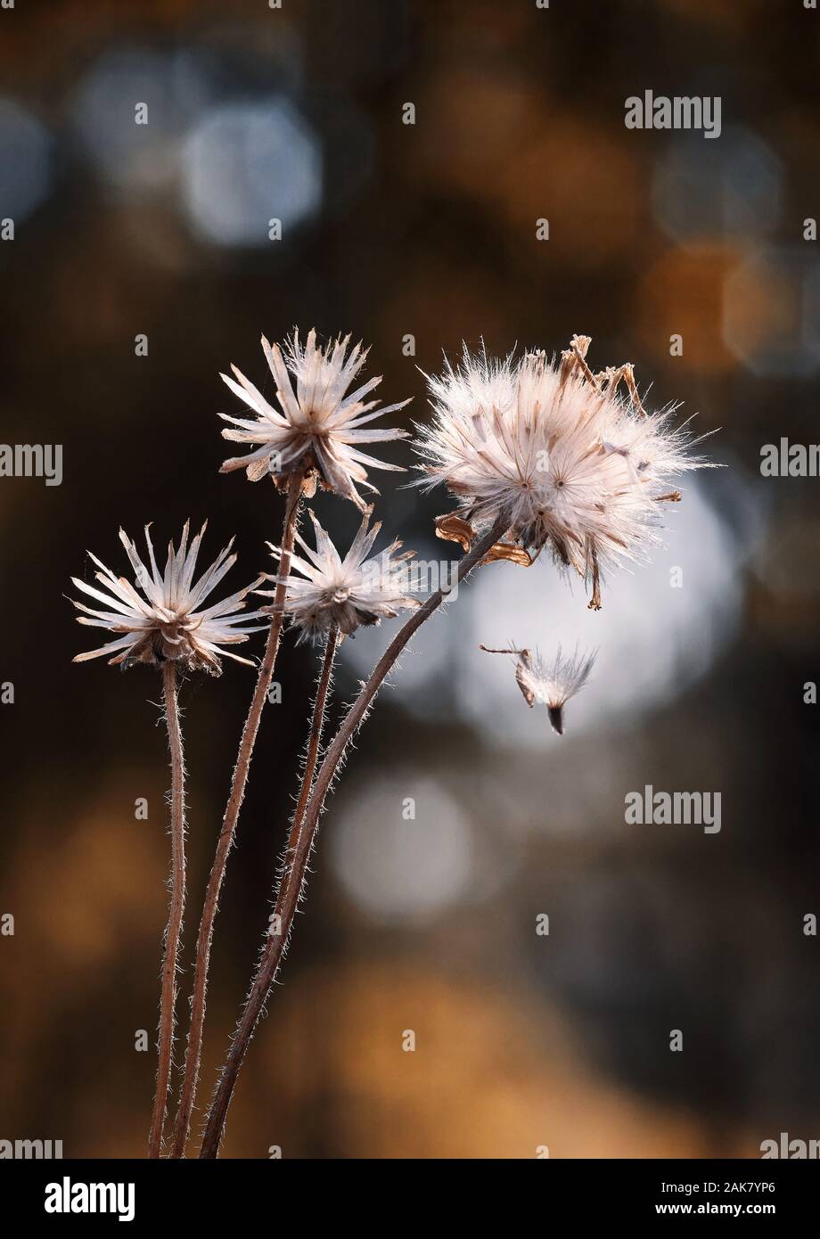 Die getrockneten Löwenzahn Samen Stockfoto