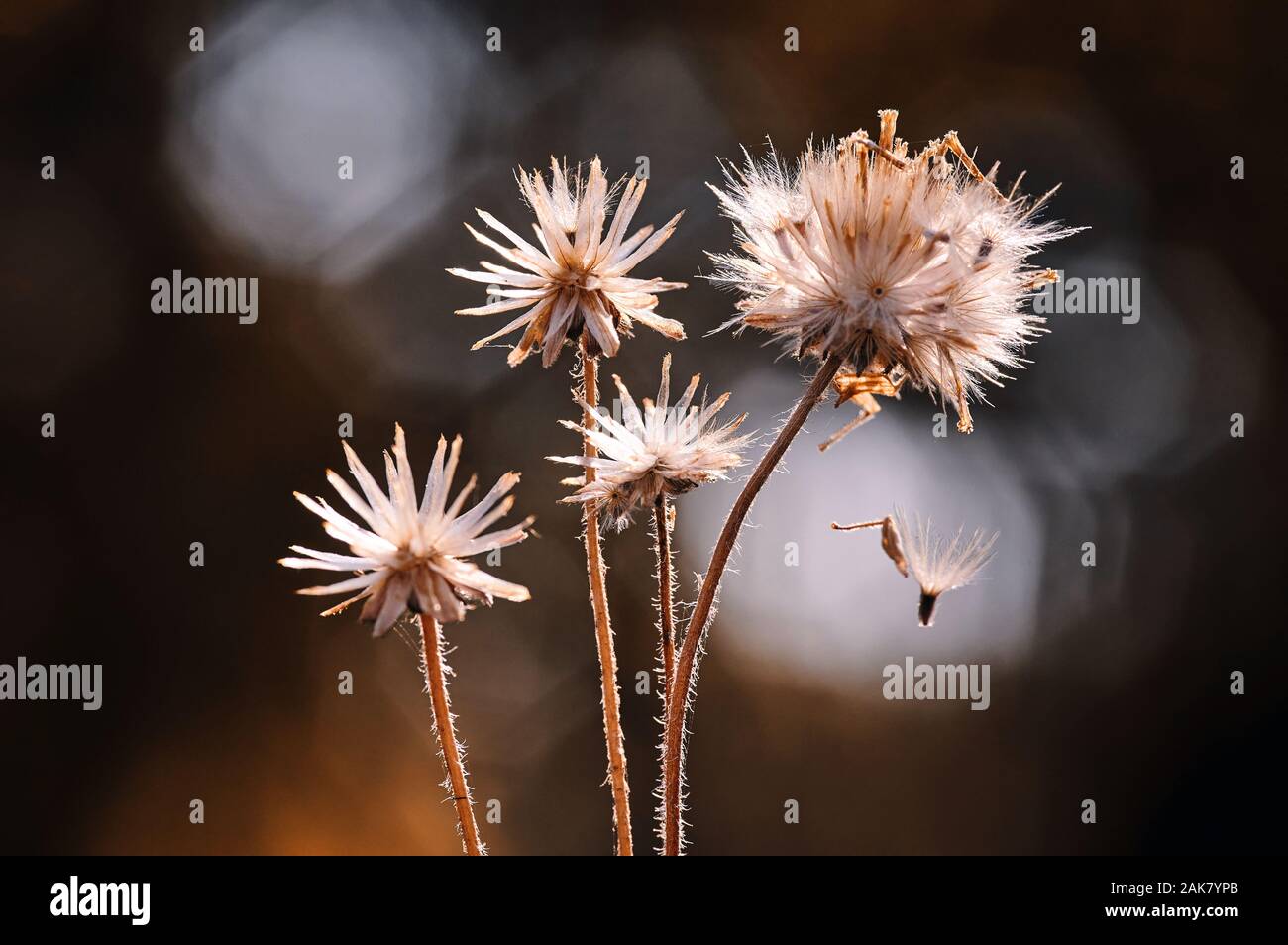 Die getrockneten Löwenzahn Samen Stockfoto