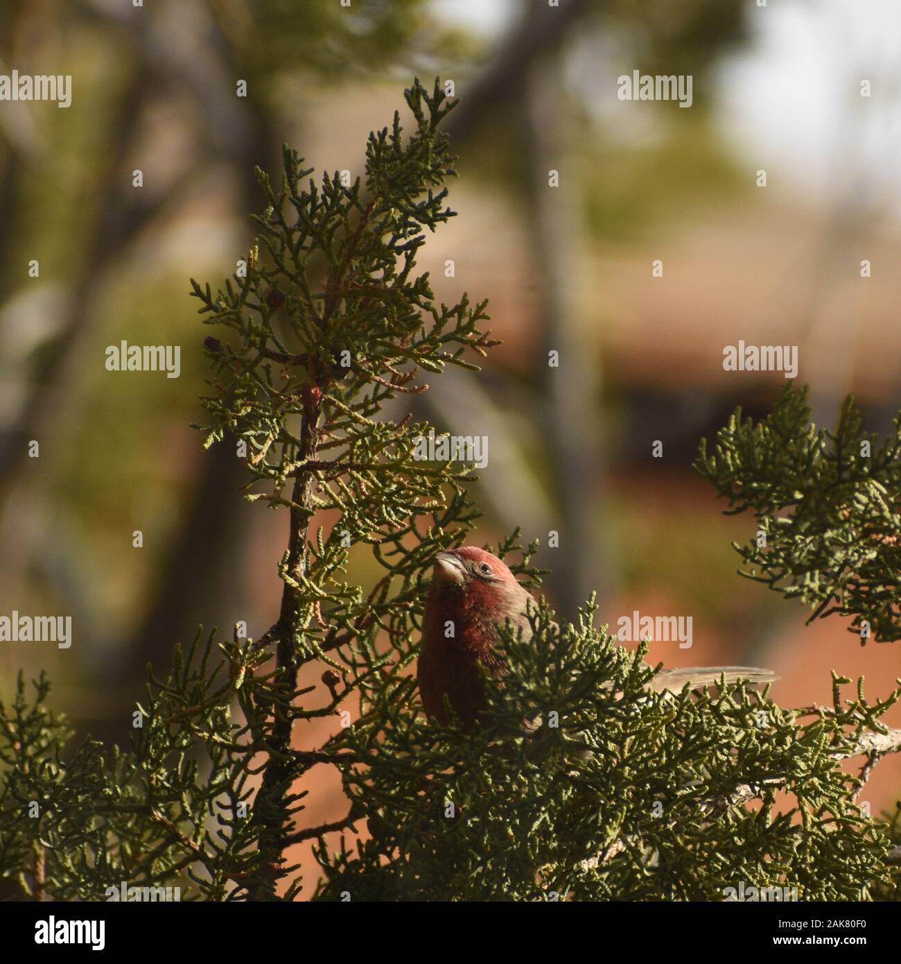 House finch Suchen, um sich über einen Wacholder Zweig Stockfoto