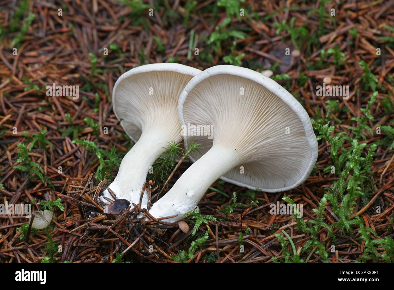 Clitopilus prunulus, wie Miller oder das bries Pilz bekannt, wilde essbare Pilze aus Finnland Stockfoto