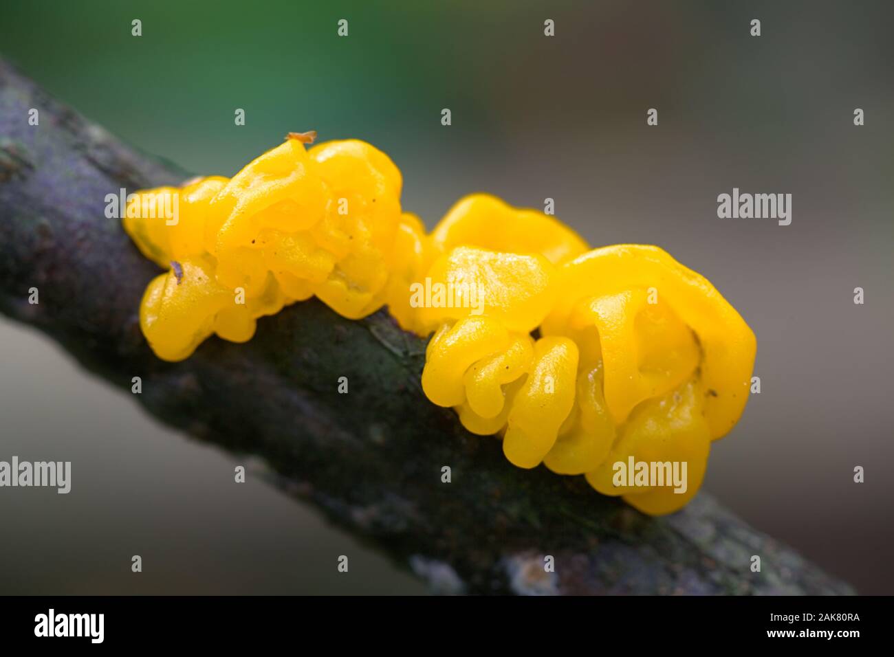 Tremella mesenterica, als gelbe Gehirn bekannt, golden jelly Fungus, Gelb trembler oder Hexen", Butter, Pilze aus Finnland Stockfoto