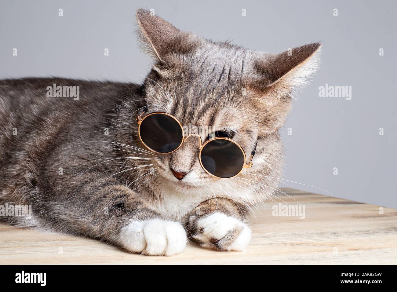 Charmante, lustige Grünäugige Katze in runde Sonnenbrille. Stockfoto