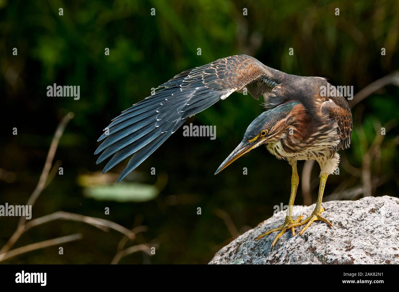 Grüner Heron steht auf Felsen mit Flügel nach oben. Stockfoto