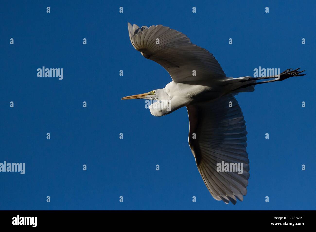 Ein großer Reiher oder Gemeiner Reiher ((Ardea alba,) im Flug über den Izumi no Mori Park, Kanagawa, Japan. Stockfoto