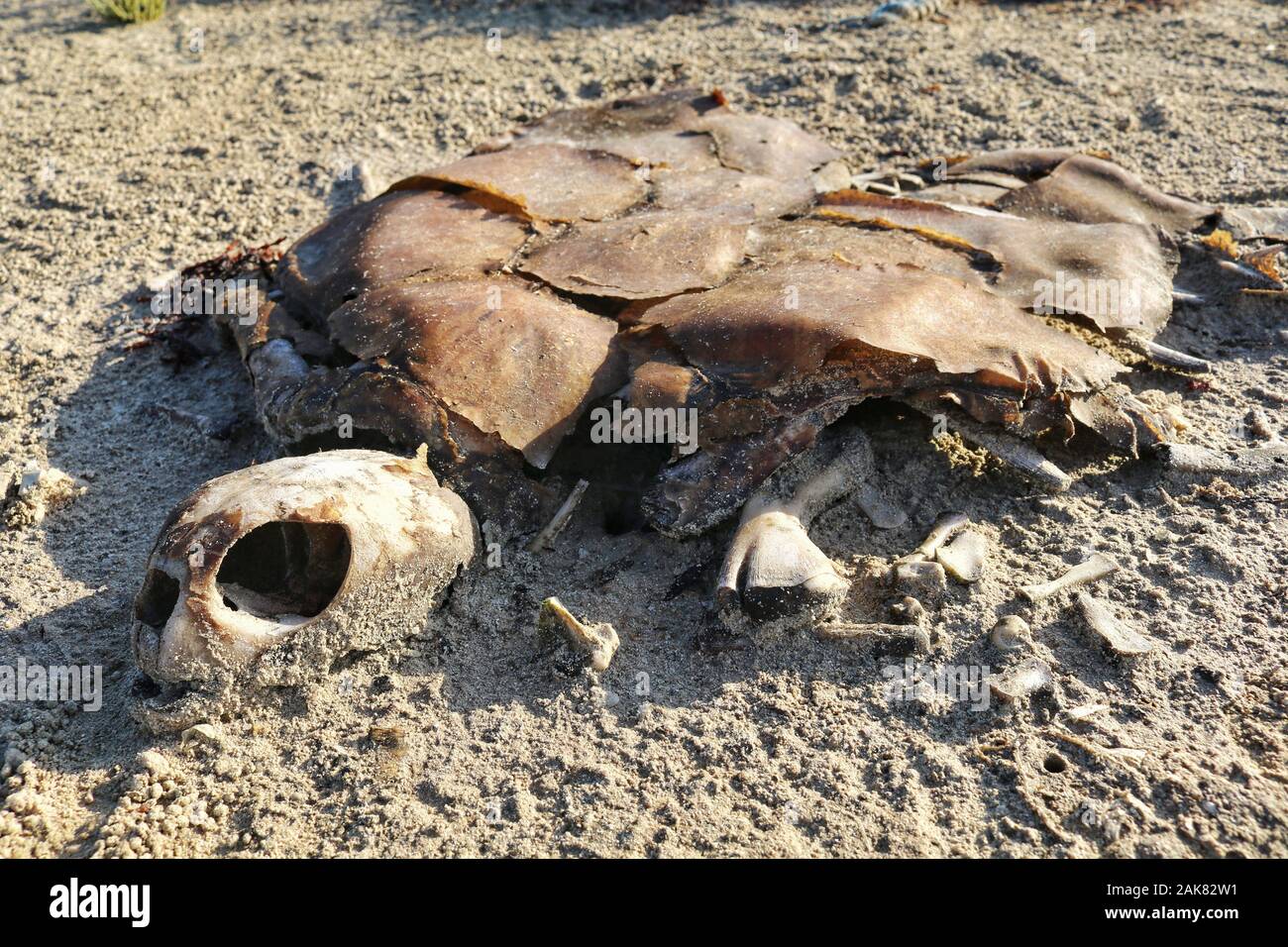 Skelett einer toten Schildkröte auf dem Sand. Die globale Erwärmung ist für die bedrohten Arten wirklich alarmierend. Stockfoto