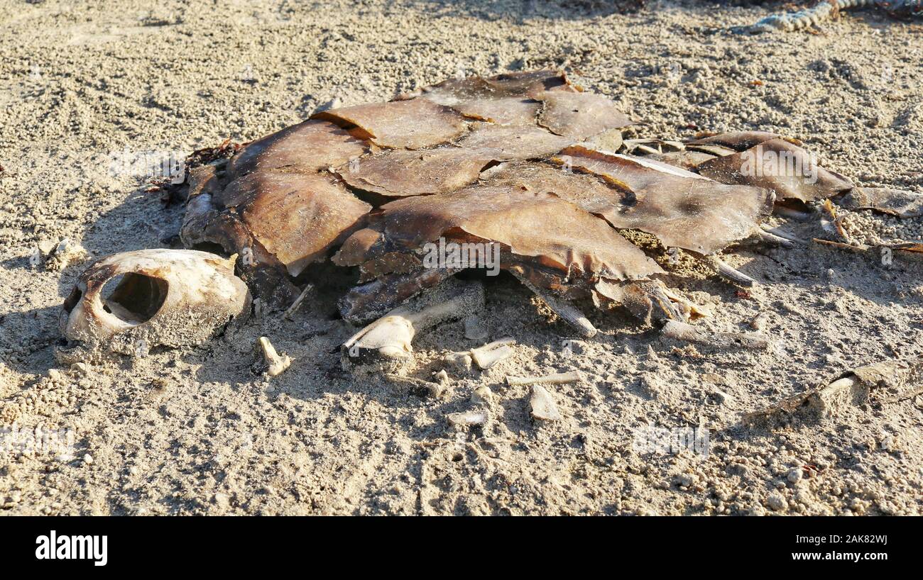 Skelett einer toten Schildkröte auf dem Sand. Die globale Erwärmung ist für die bedrohten Arten wirklich alarmierend. Stockfoto