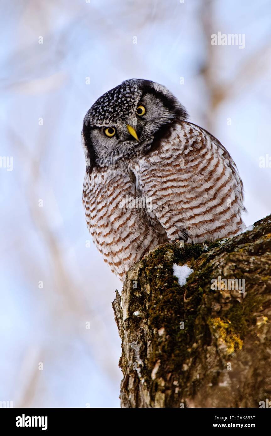 Northern Hawk Eule In Tree. Stockfoto