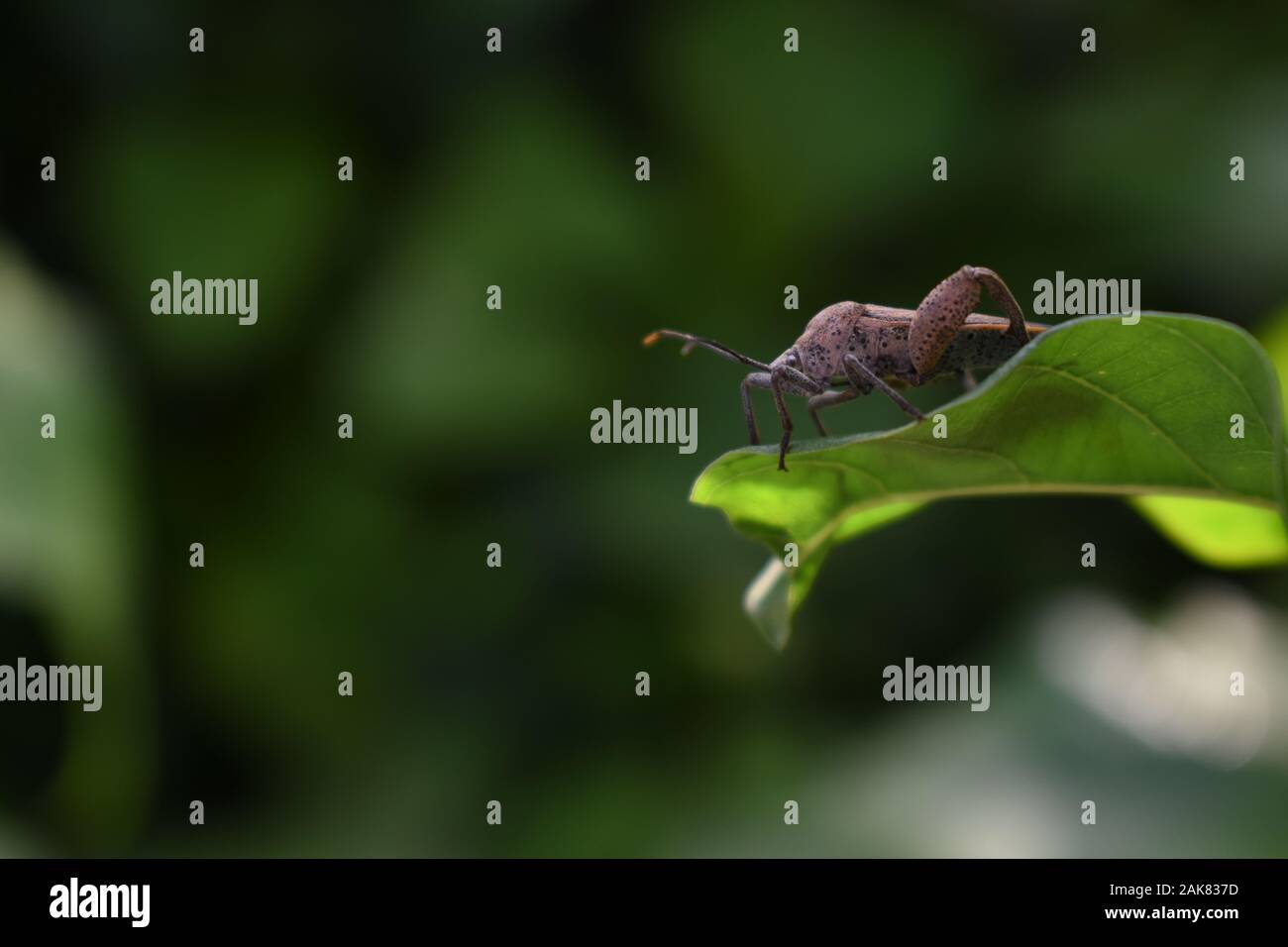 Eine sweetpotato Bug (Physomerus grossipes) am Rande des morning glory Blatt thront. Surakarta, Indonesien. Stockfoto