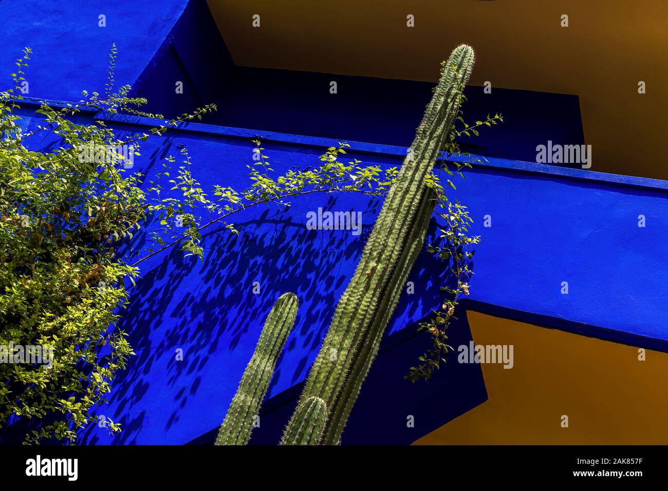 Blick auf die Villa mit der berühmten kobaltblauen Farbe im Zentrum des Majorellengartens. Marokko, Marrakesch.Detail mit Kakteen. Stockfoto