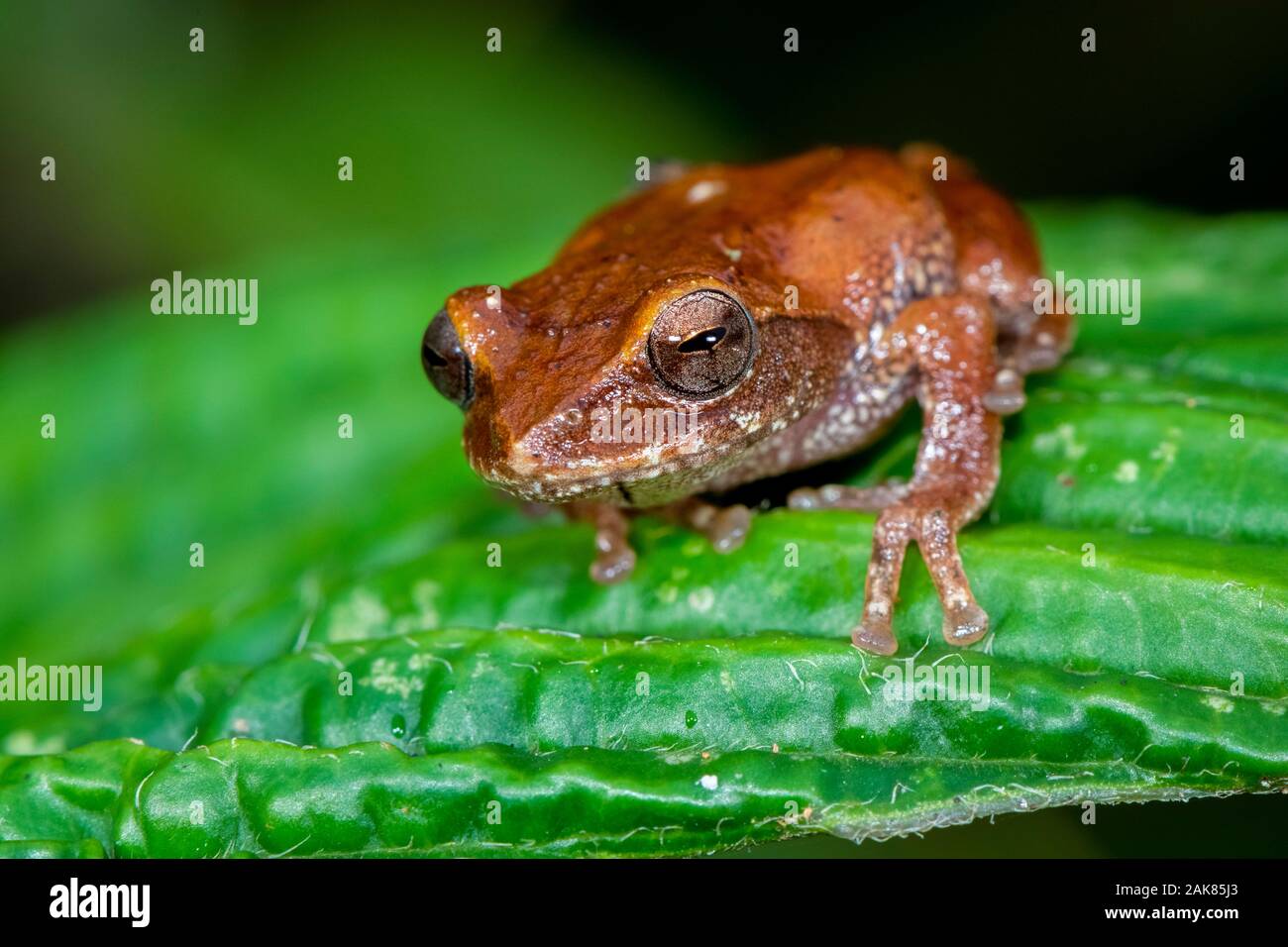 Pseudophilautus frankenbergi, eine endemische Art der Frosch im Rhacophoridae Familie mit einer sehr eingeschränkte Distribution reichen von der Cloud forest o Stockfoto