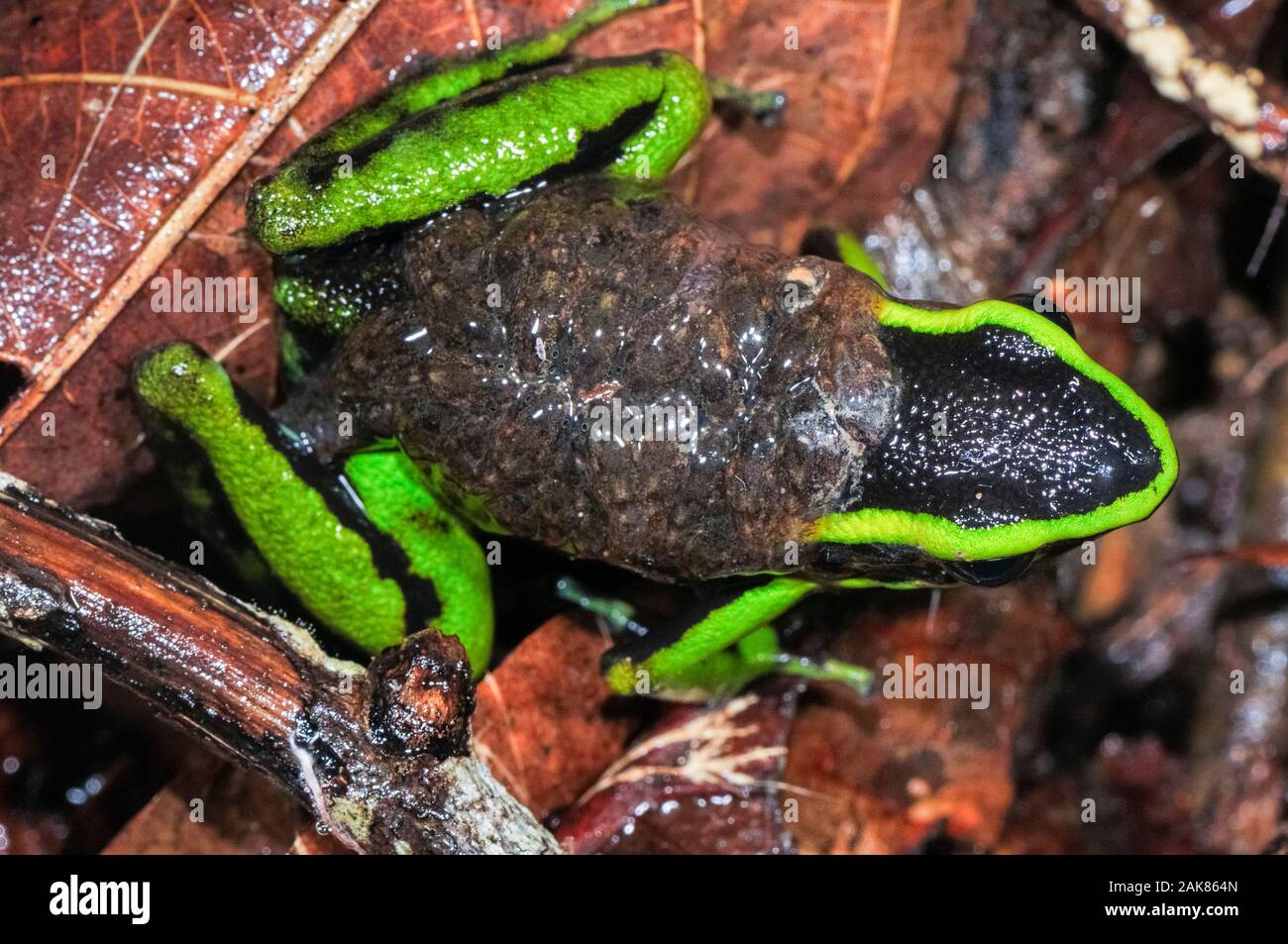 Drei-striped Poison dart Frog, Ameerega trivittata, erwachsenen männlichen, bewacht und die kaulquappen auf dem Rücken, Tambopata National Reserve, Madre de Dios Stockfoto