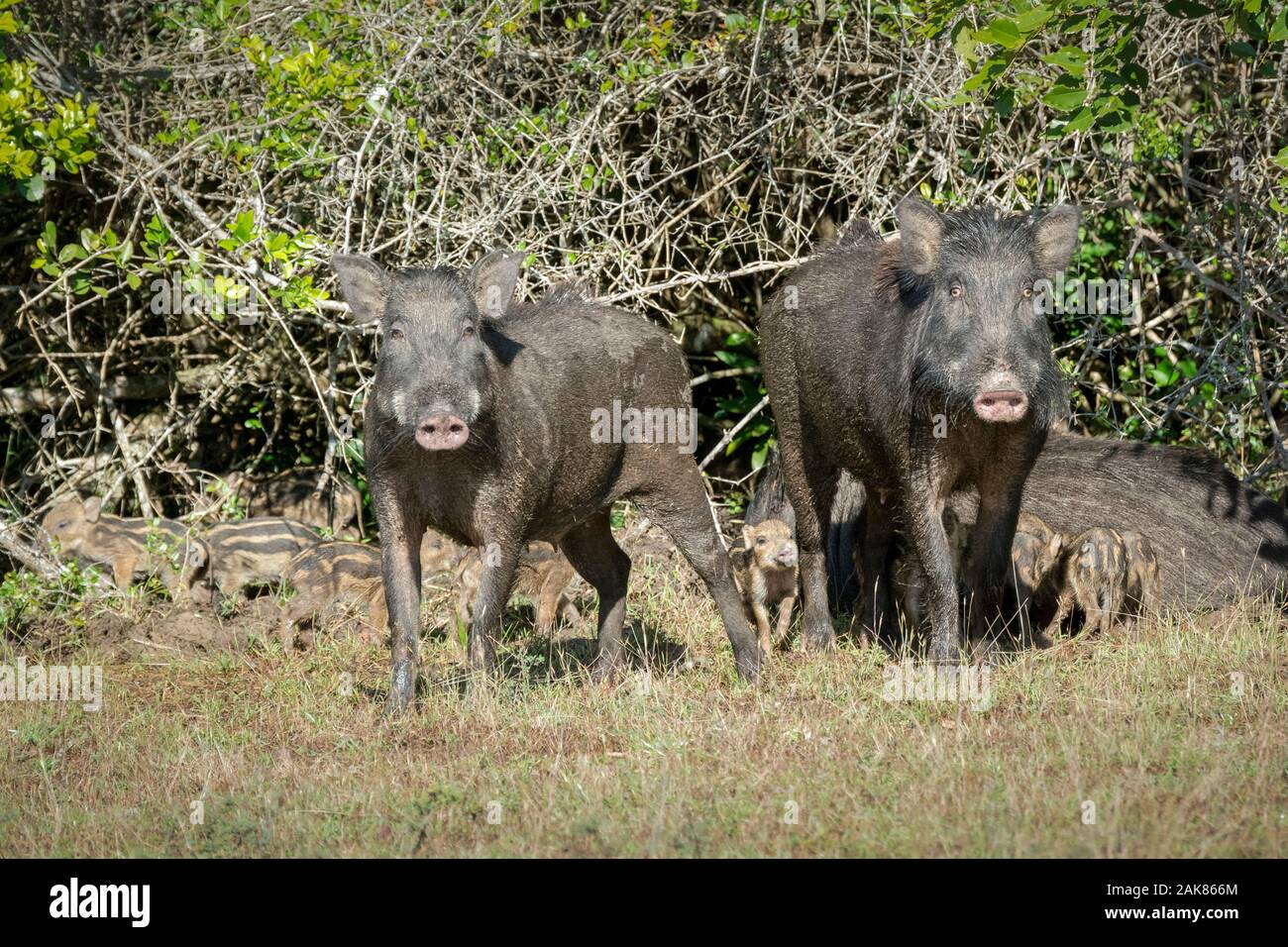 Wildschwein, Sus scrofa, Weibchen mit Ferkeln, wilpattu Nationalpark, Sri Lanka Stockfoto