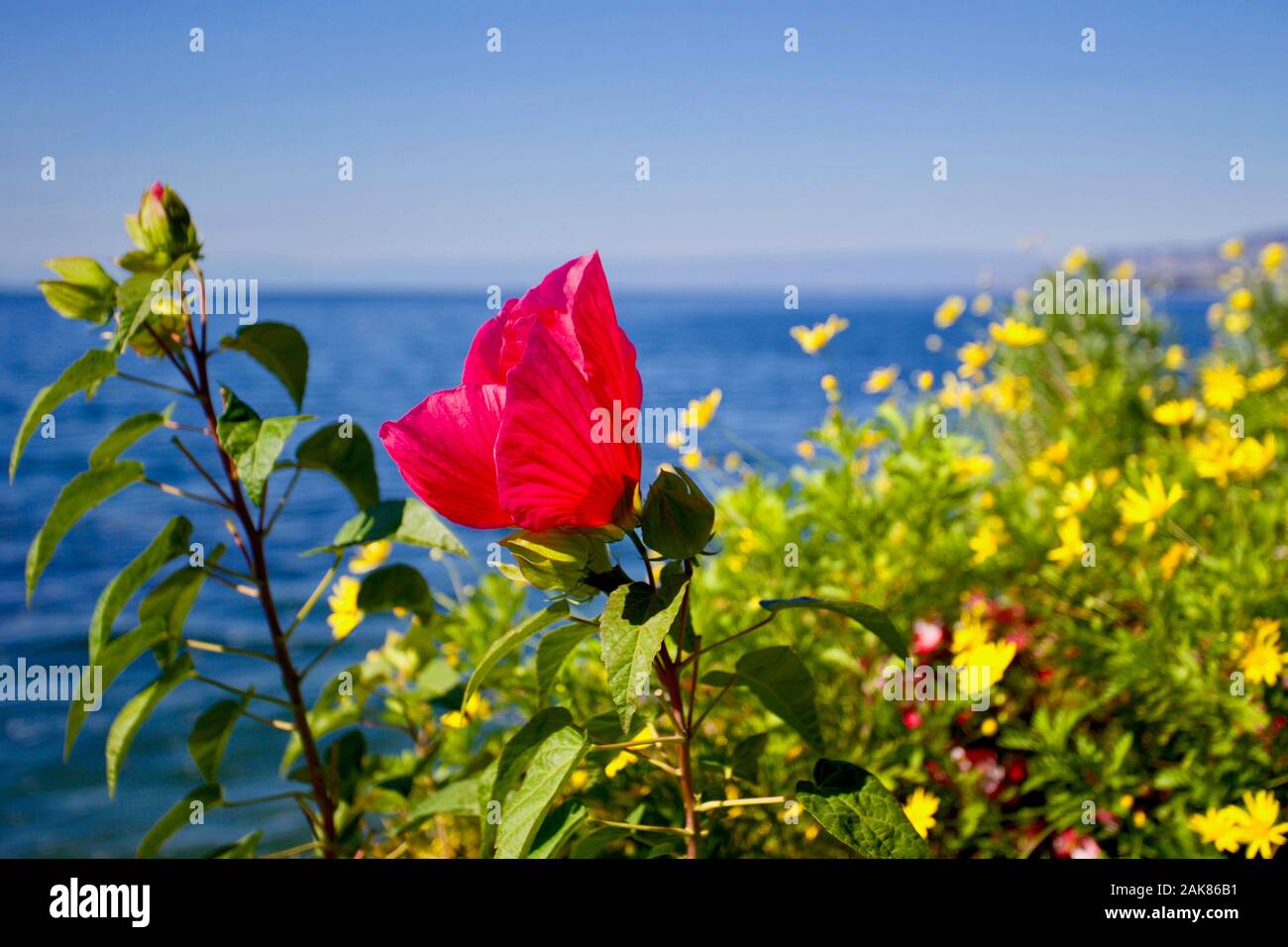 Genfer See, Montreux, Kanton Waadt, Schweiz. Stockfoto