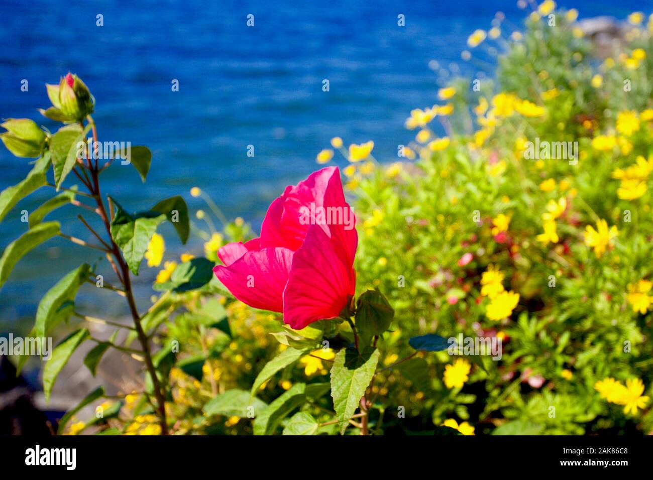 Genfer See, Montreux, Kanton Waadt, Schweiz. Stockfoto