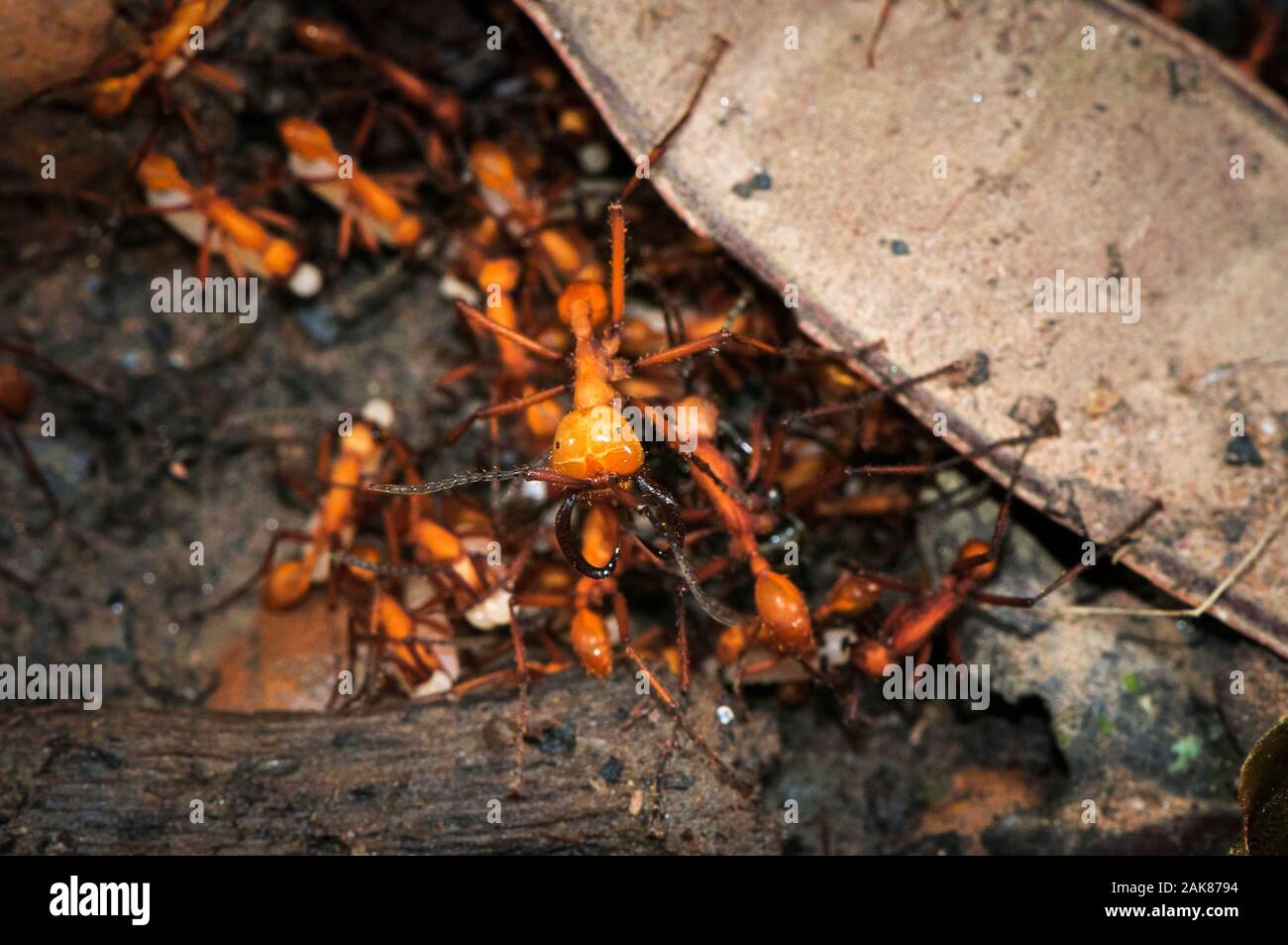 Armee ameisen Eciton burchellii, Tambopata National Reserve, Madre de Dios Region, Provinz Tambopata, Peru, Amazonien Stockfoto