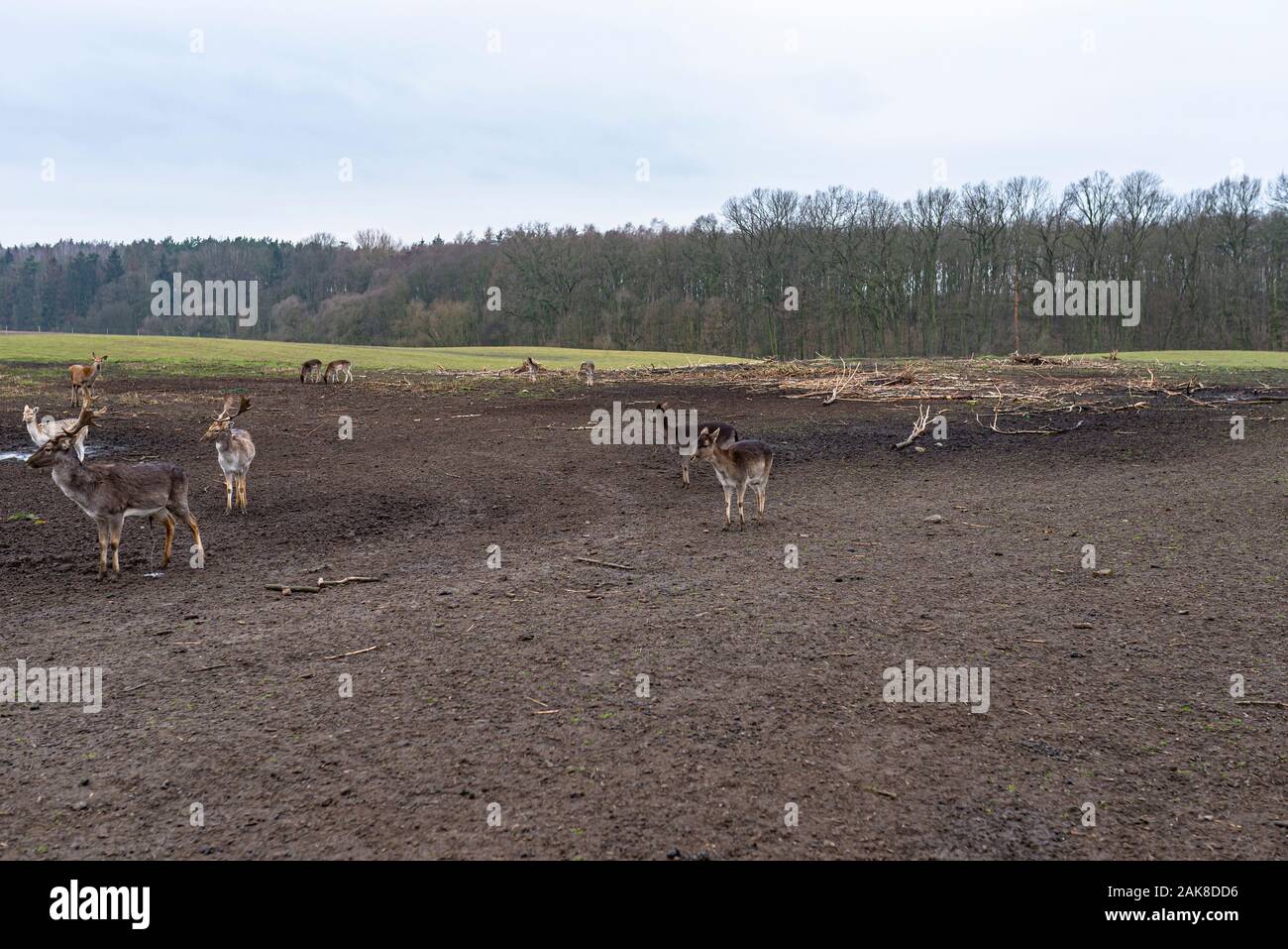 Eine große Herde Rotwild und Damwild in einem geschlossenen Hof im Feld. Stockfoto