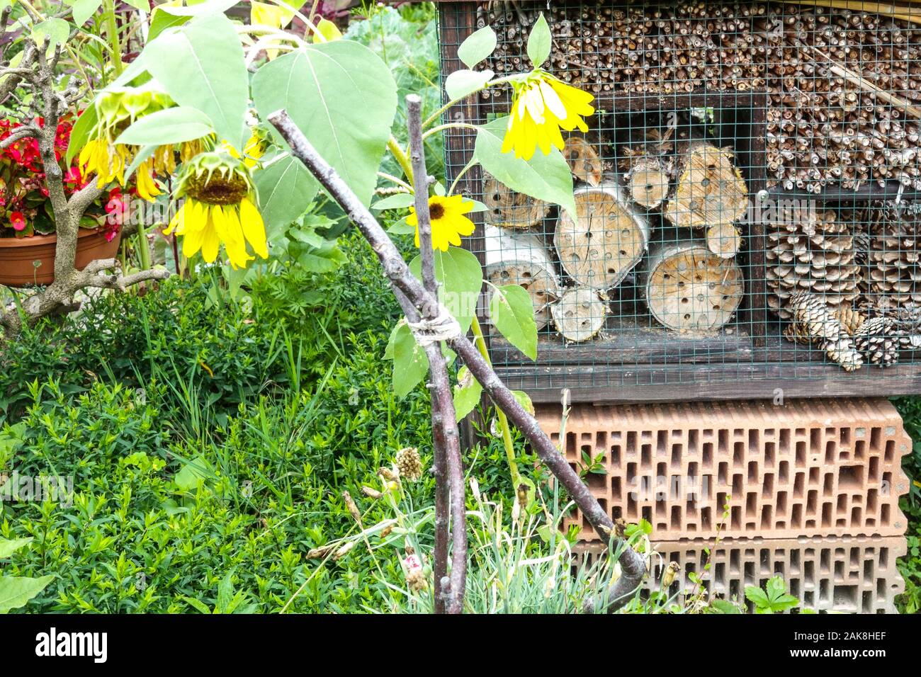 Insektenhotel mit Gartensonnenblumen, Schutz für verschiedene Insekten - nützliche Insekten Insekten Insektenblumen im Hotelgarten Stockfoto