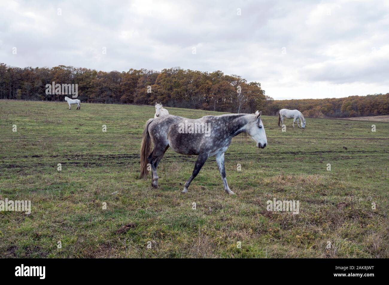 Pferde in Cobor Biodiversity Farm Rumänien. Stockfoto