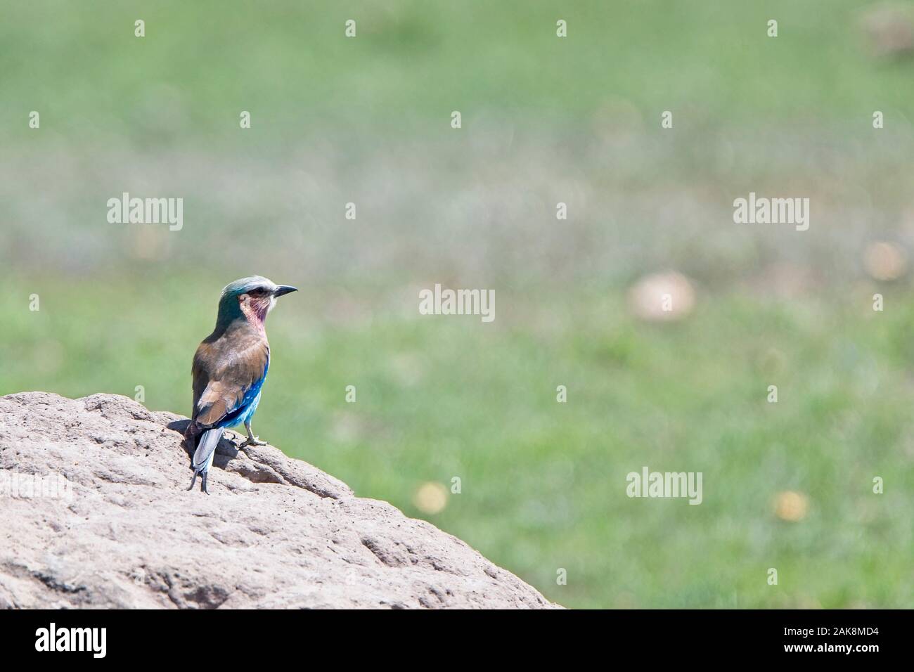 Lilac-breasted Roller (Coracias caudatus) auf der Erde Damm, Masai Mara, Kenia. Stockfoto