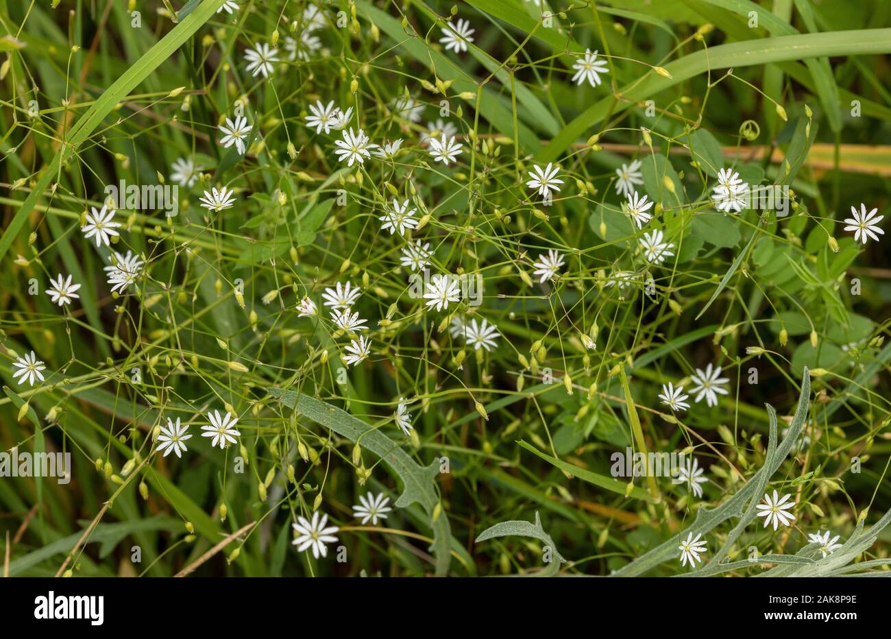 Weniger Sternmiere, Stellaria graminea, in der Blume am Straßenrand steht. Stockfoto