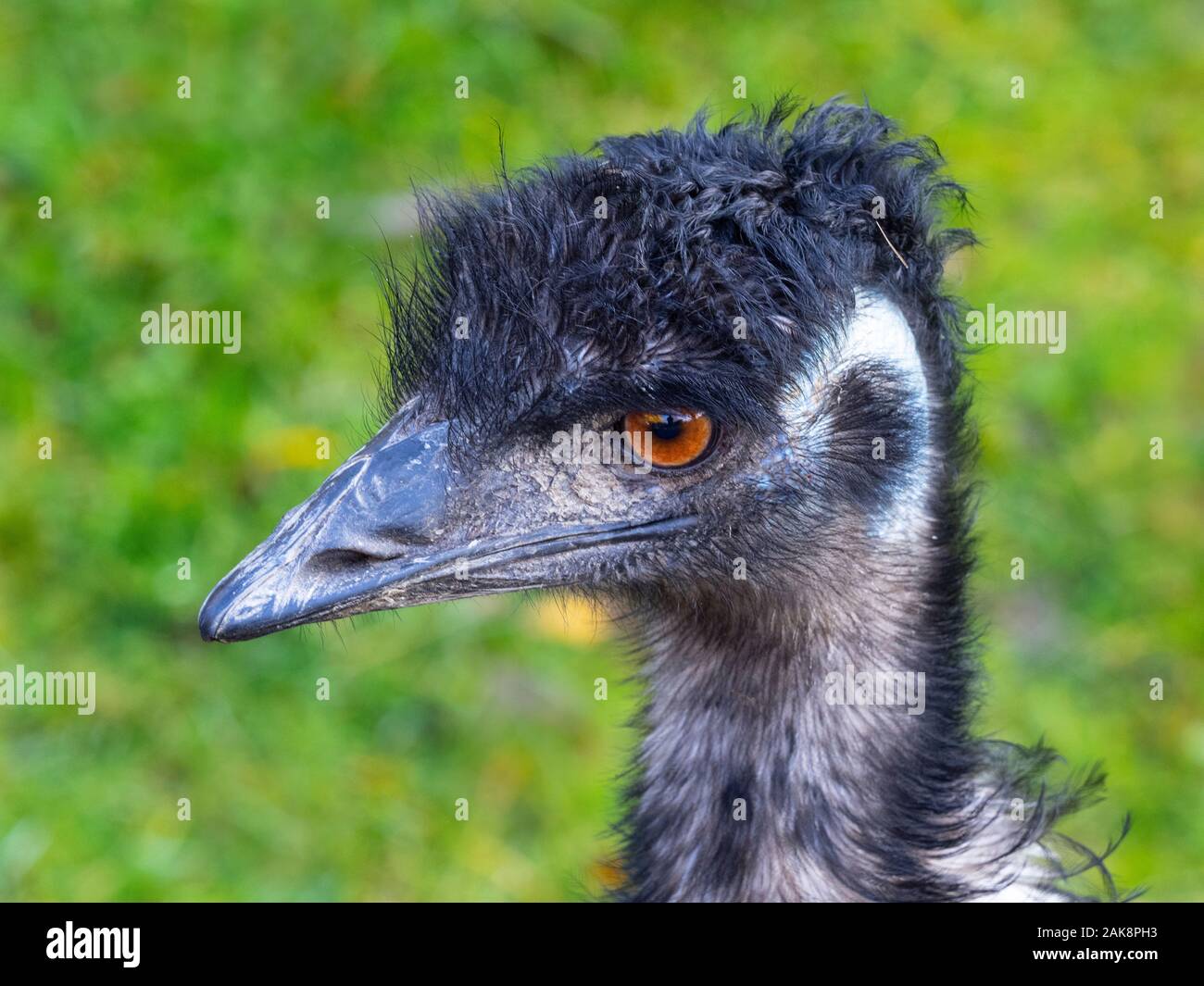 Emu Dromaius novaehollandiae Portrait Stockfoto