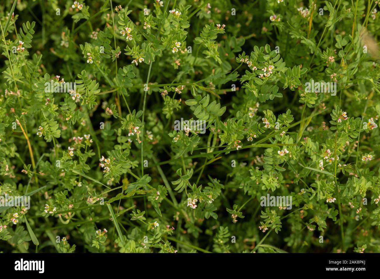 Bird's-foot, Ornithopus perpusillus, Stockfoto