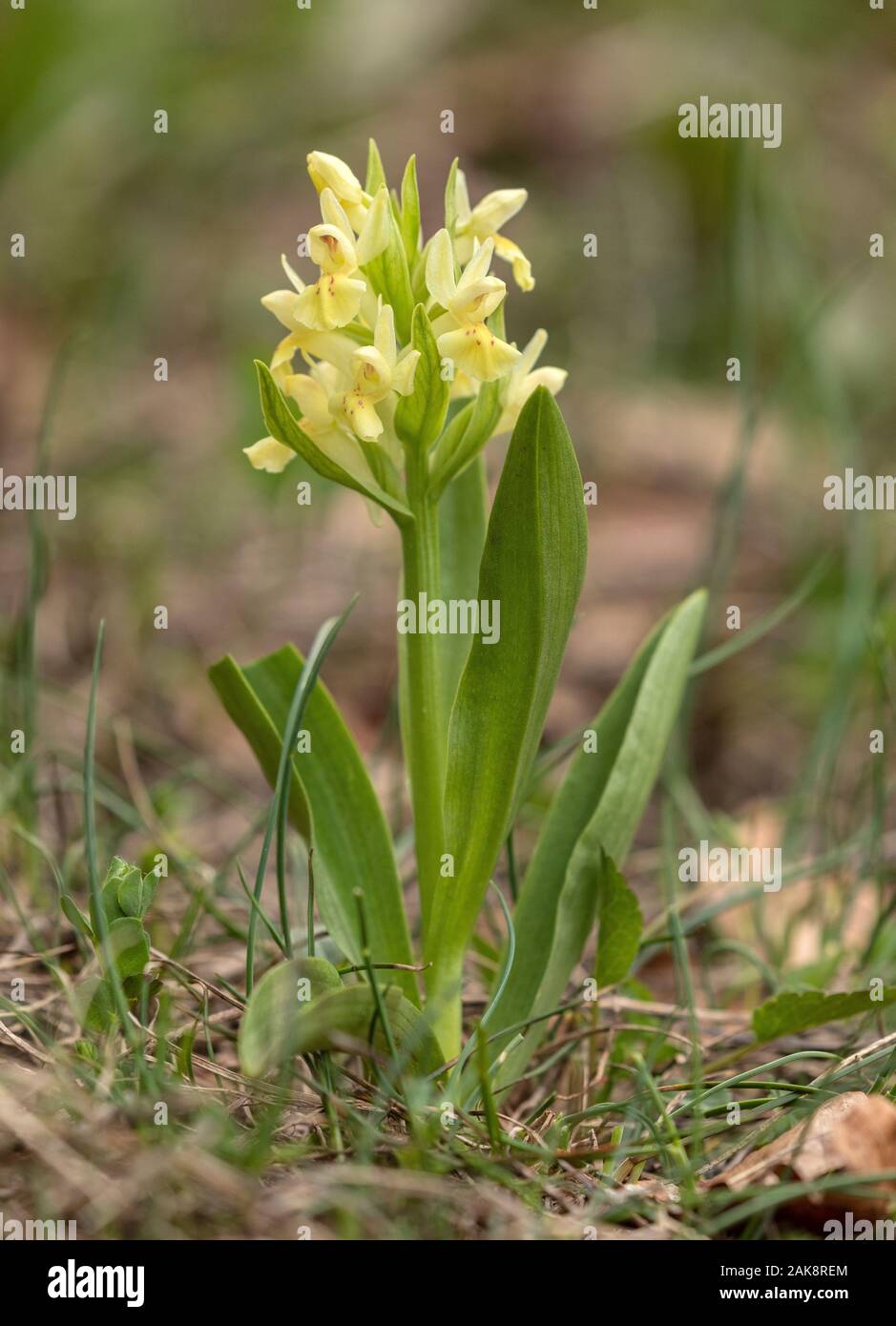 Gelbe Form von elder blühenden Orchideen, Dactylorhiza sambucina, Blume, Vercors. Stockfoto
