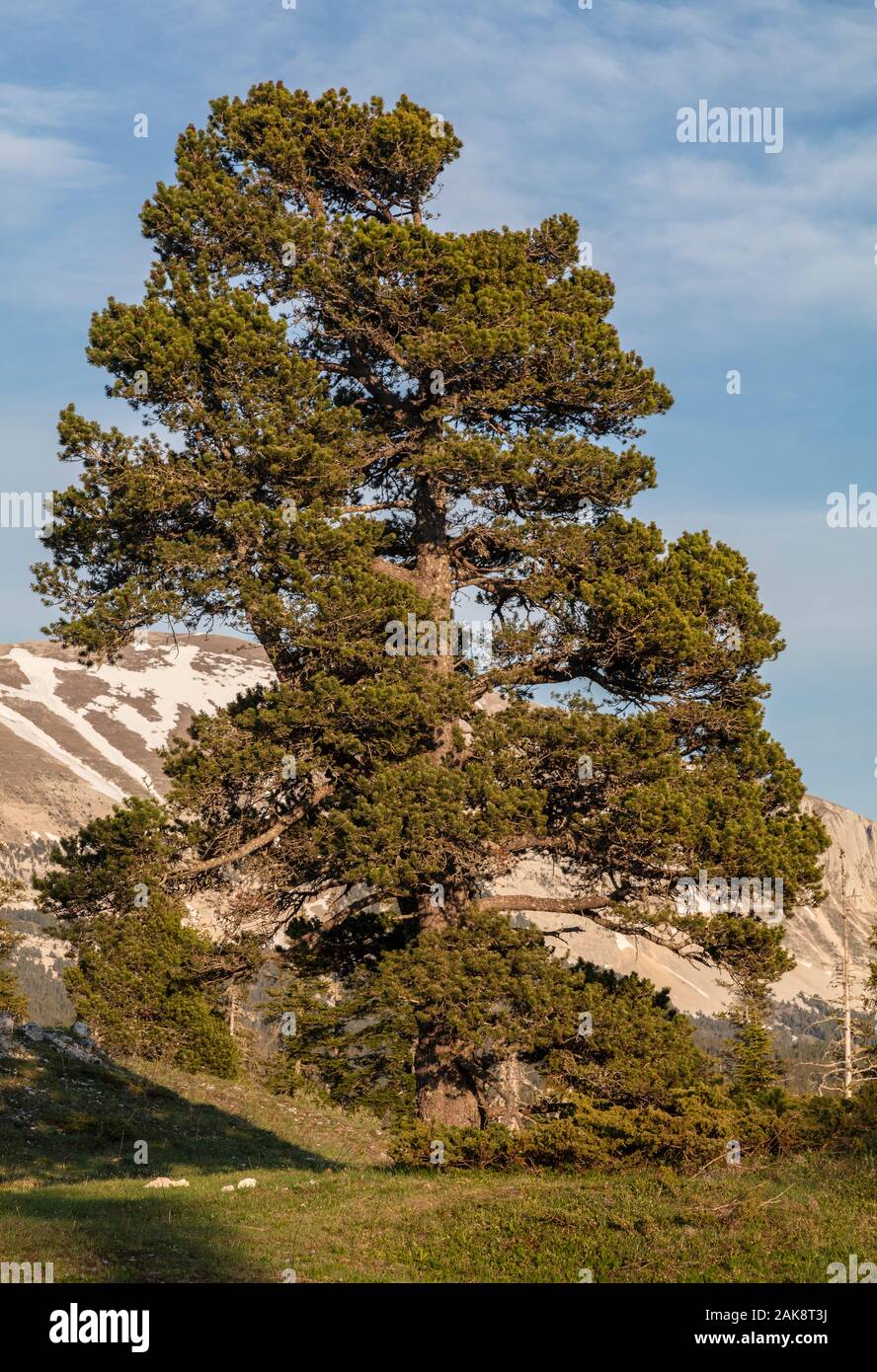 Mountain Pine, Pinus mugo Subsp uncinata, am hohen Kalkstein Hochebene, Réserve naturelle des Hauts Plateaux du Vercors Vercors Berge, Frankreich. Stockfoto
