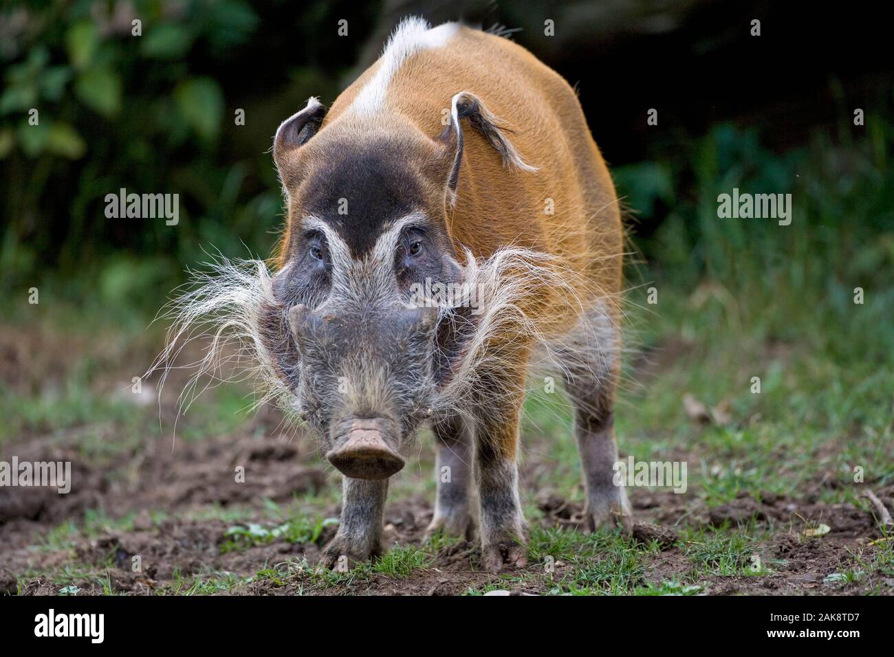 Red River hog Potamochoerus porcus Captive Stockfoto