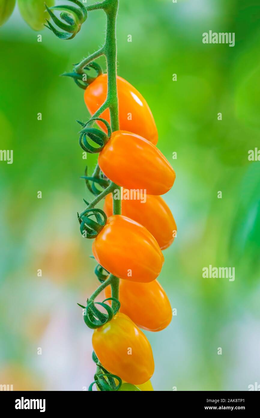 Wachstum von frischem Orange Cherry Tomaten in einem Holländischen Gewächshaus Stockfoto
