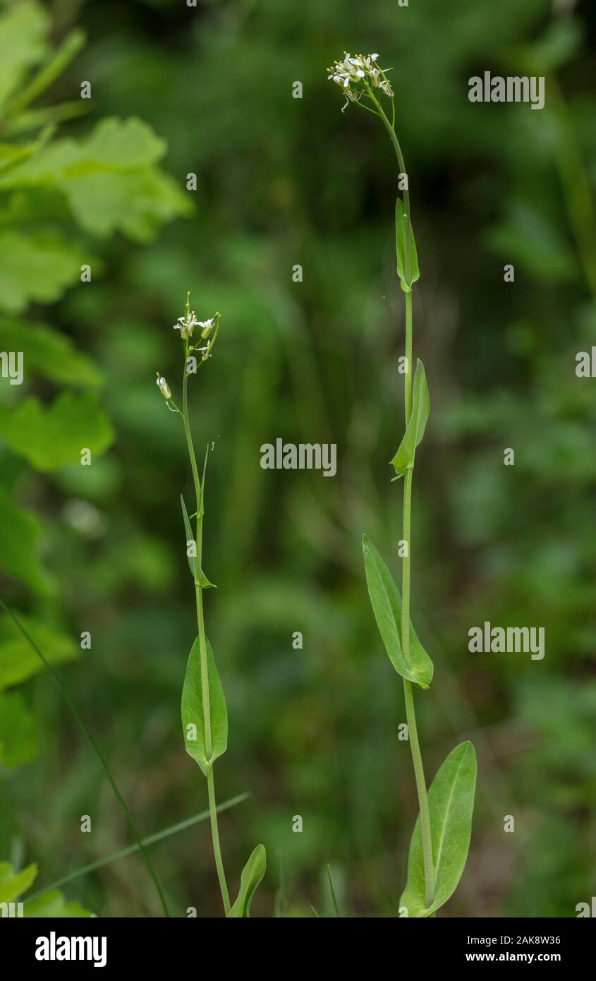 Turm Senf, Turritis glabra, in Blüte. Sehr selten in Großbritannien. Stockfoto