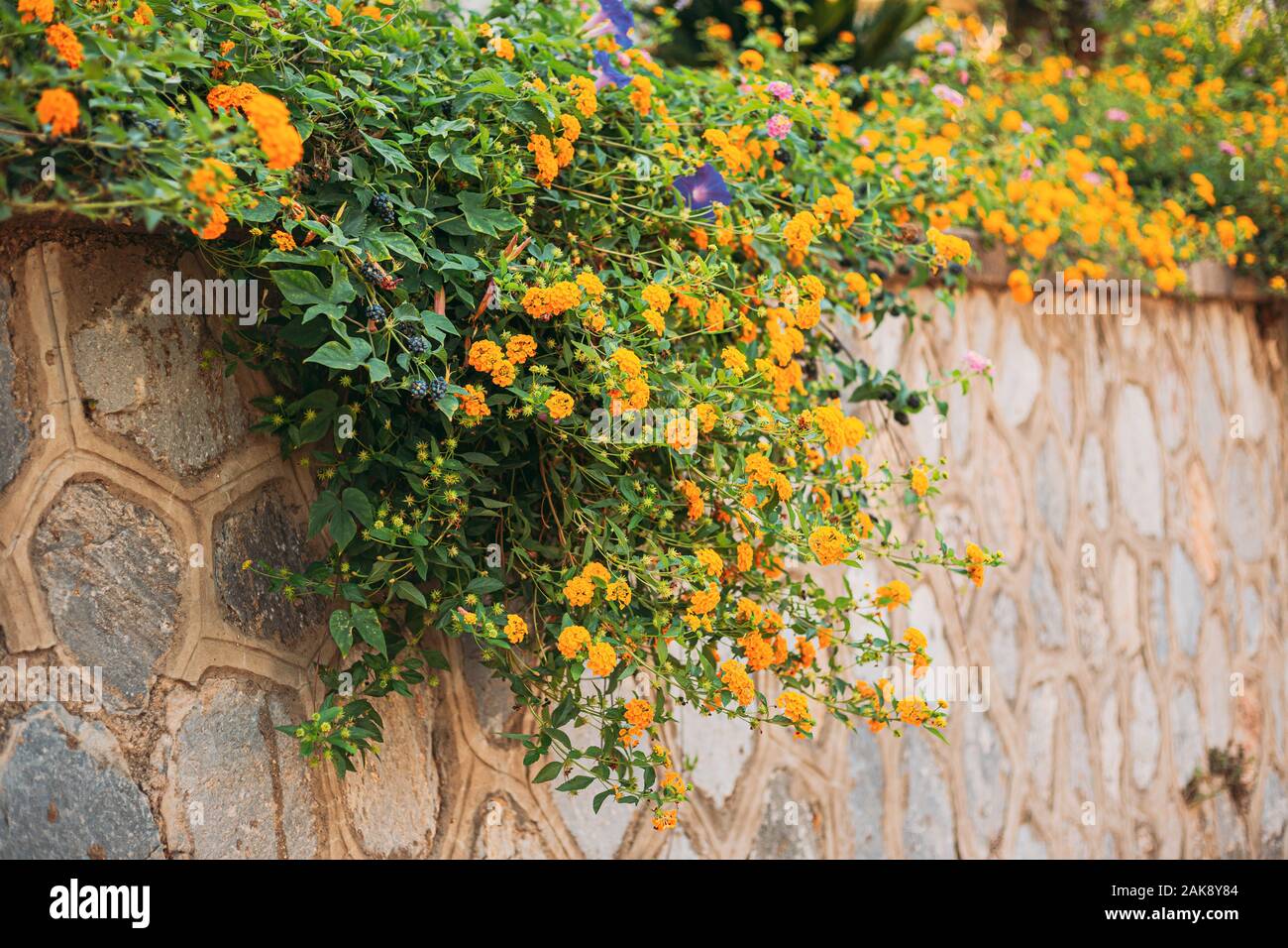 Blühenden gelben Blüten von Lantana im Garten. Stockfoto