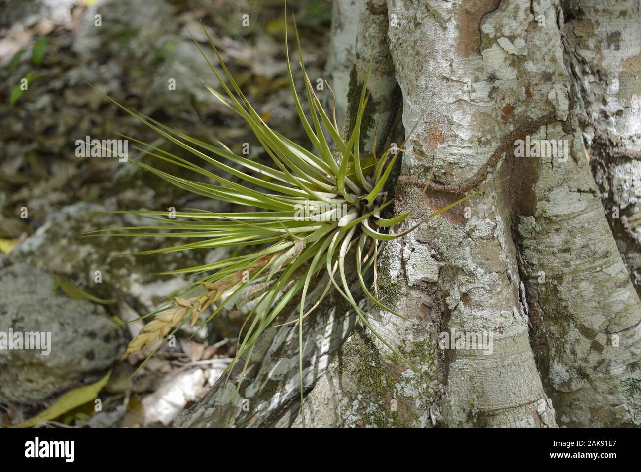 Tillandsia, Mexiko Stockfoto