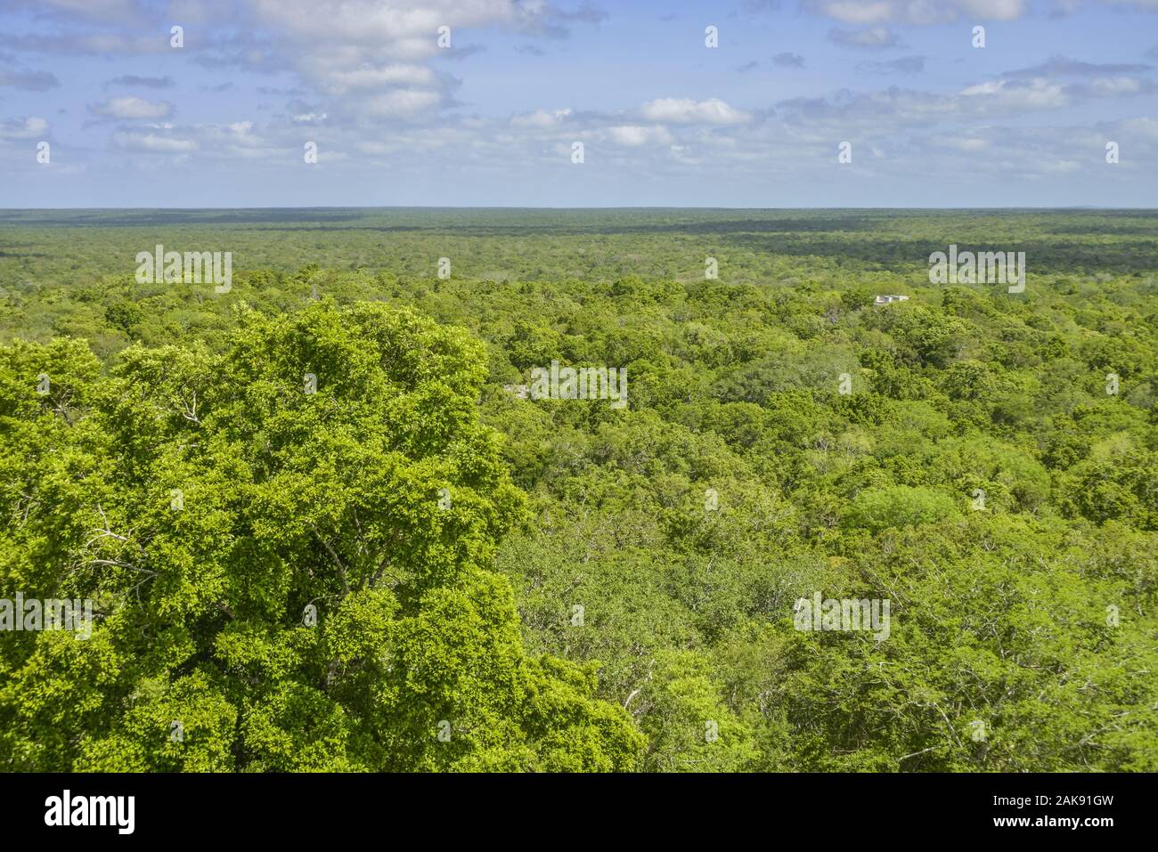 Tropischer Urwald, Chiapas, Mexiko Stockfoto