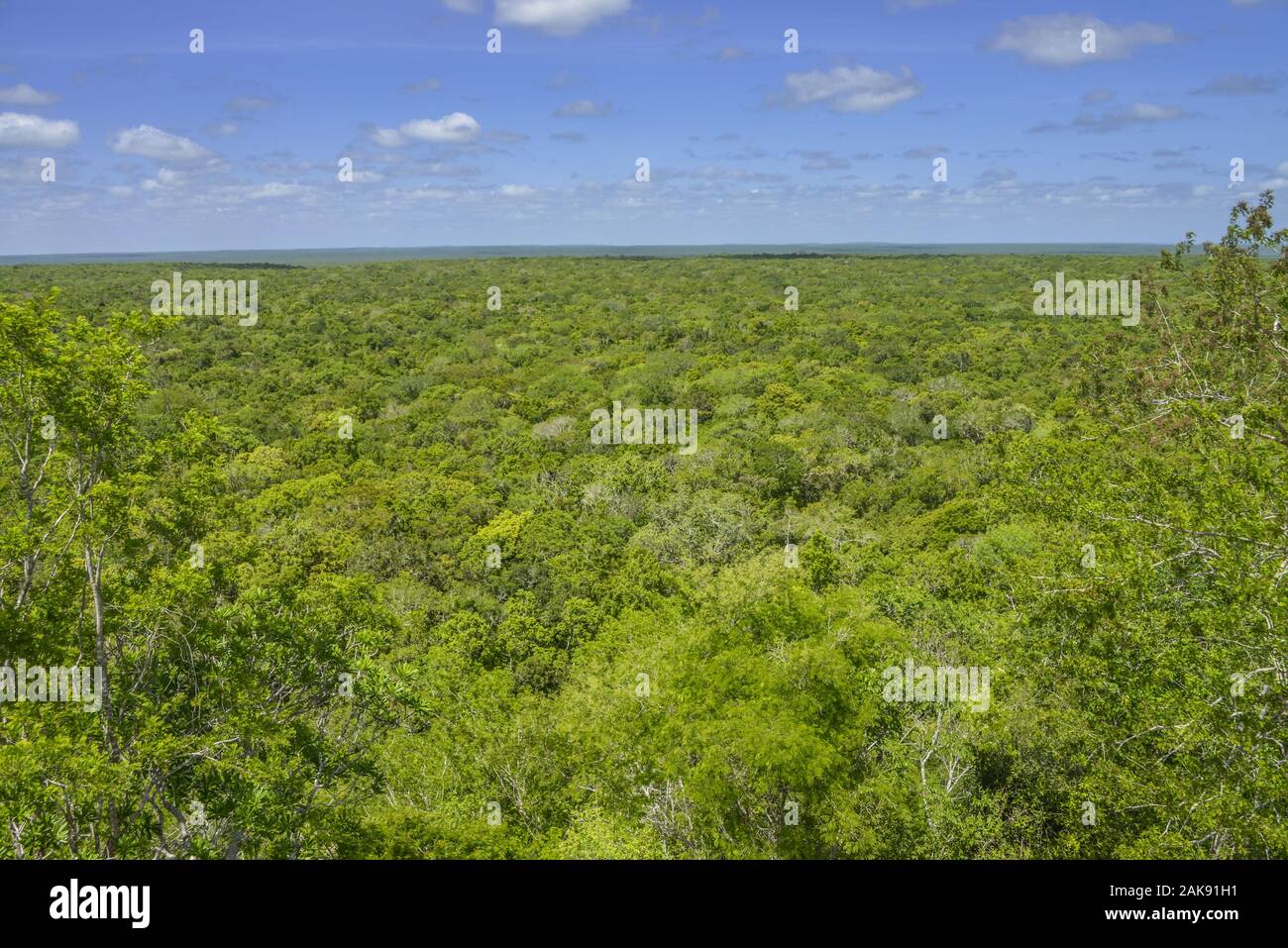 Tropischer Urwald, Chiapas, Mexiko Stockfoto