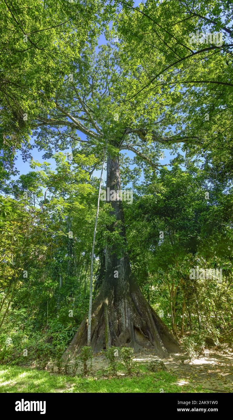 Baum, tropischer Urwald, Chiapas, Mexiko Stockfoto