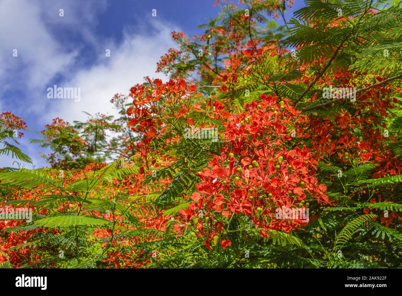 Sky, Flammenbaum (delonix Regia), Mexiko Stockfoto