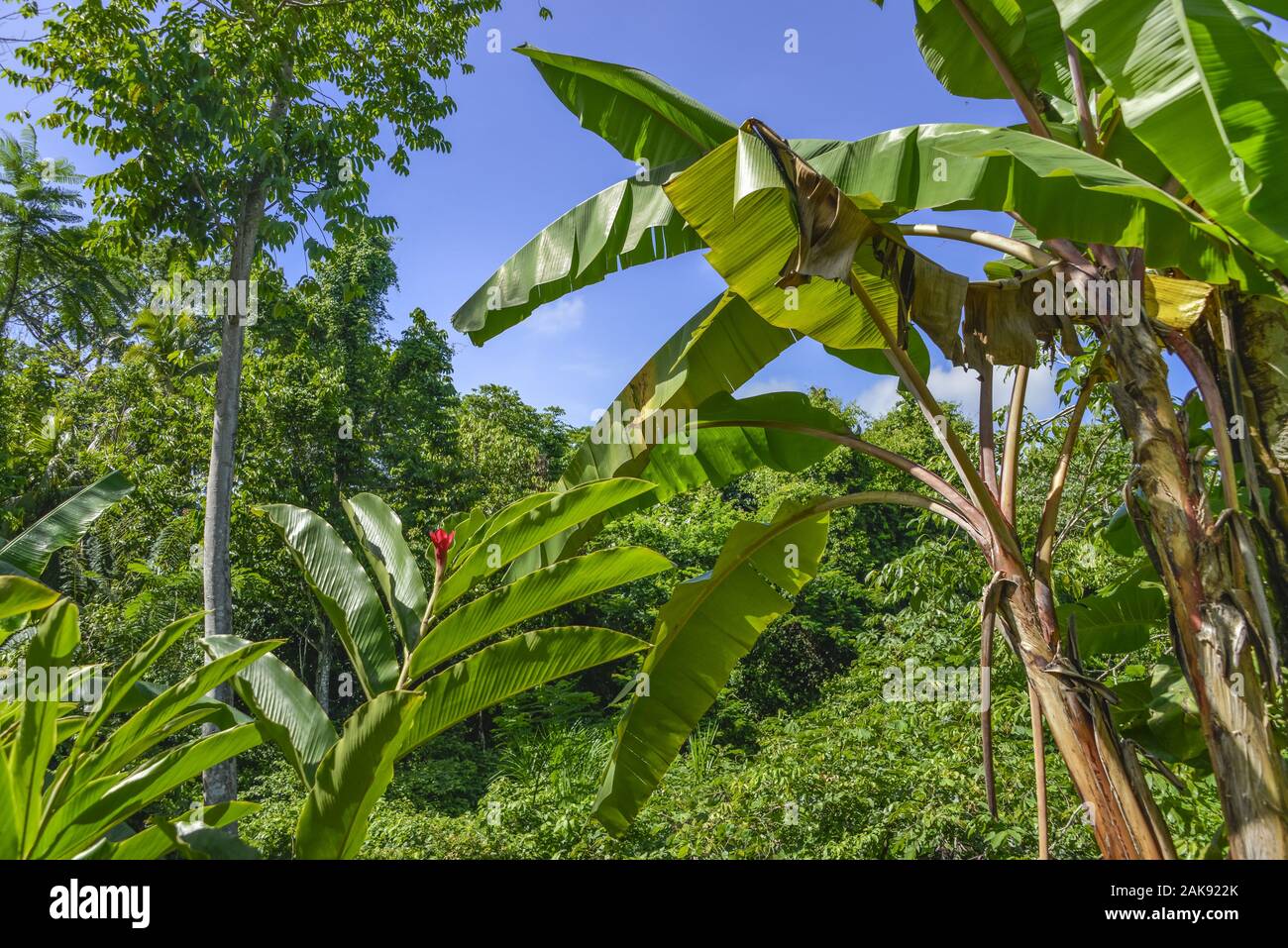 Tropischer Urwald, Chiapas, Mexiko Stockfoto