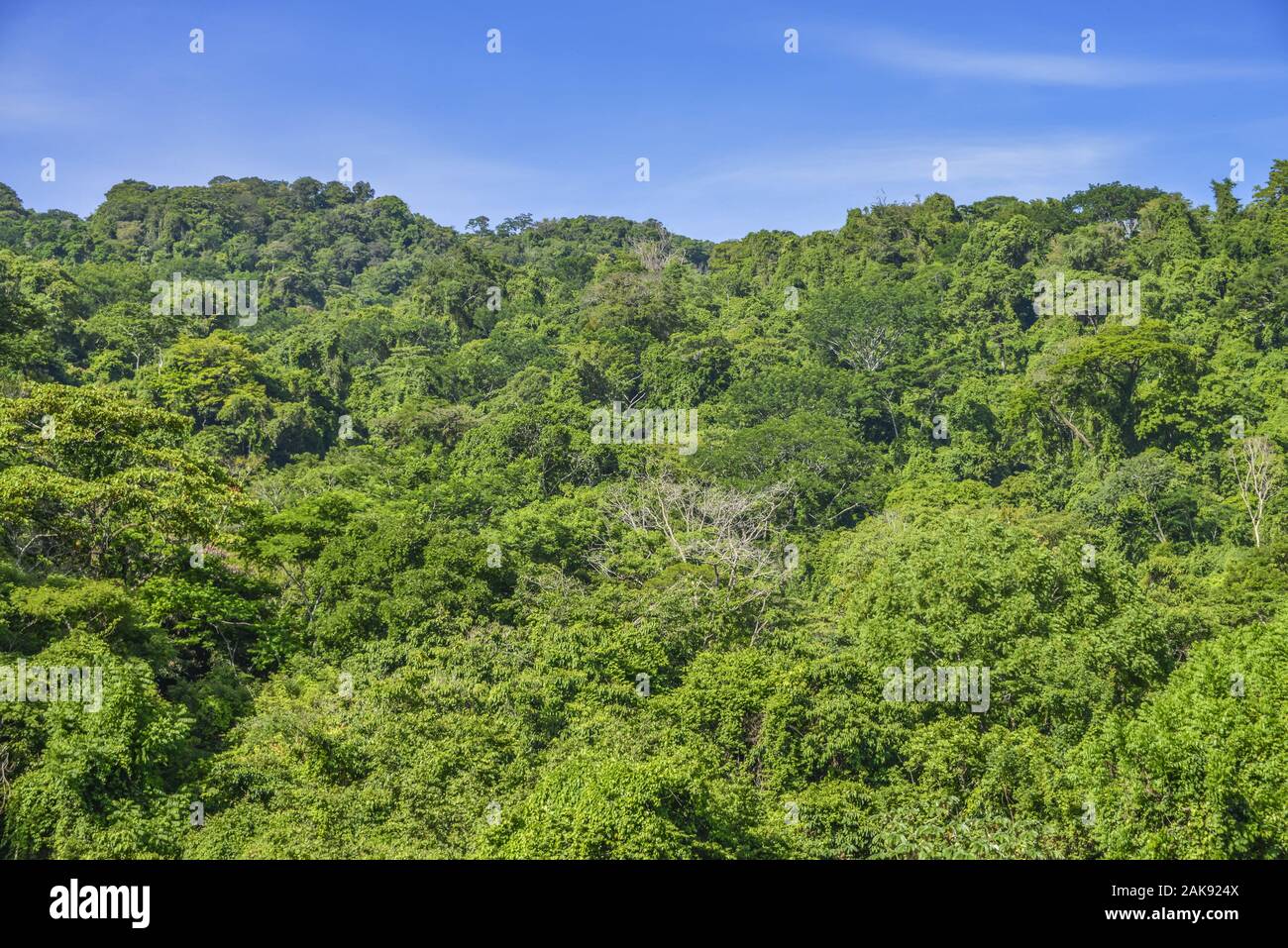 Tropischer Urwald, Chiapas, Mexiko Stockfoto