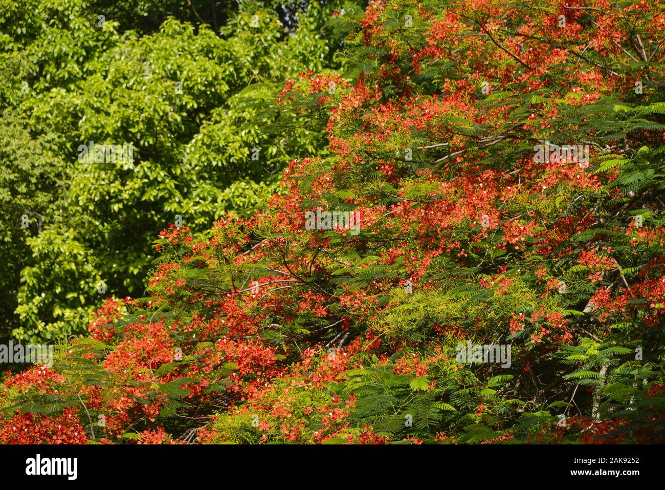 Sky, Flammenbaum (delonix Regia), Mexiko Stockfoto