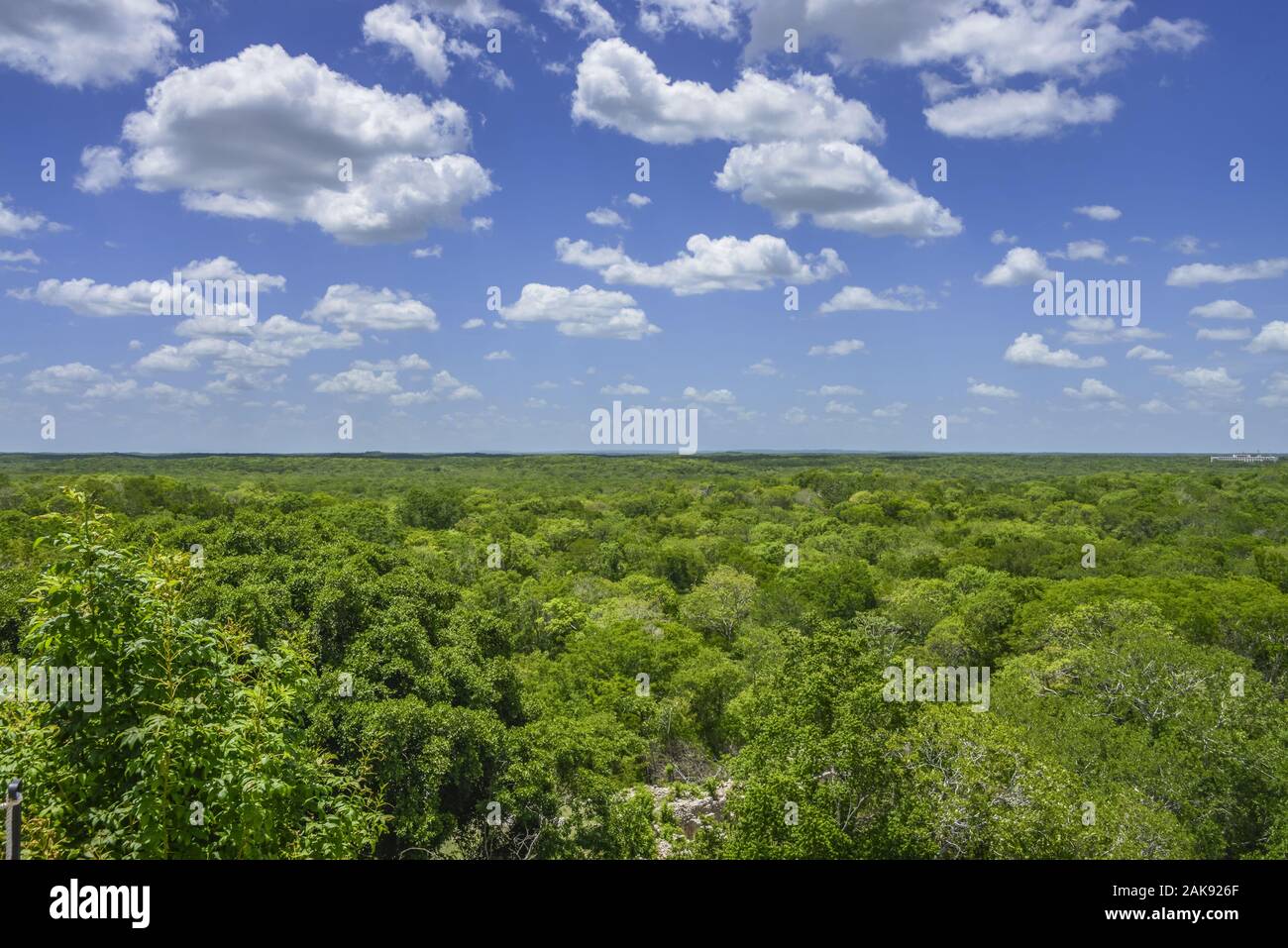 Tropischer Urwald, Chiapas, Mexiko Stockfoto