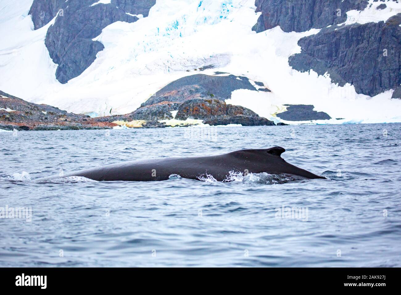 Wale in der Antarktis Stockfoto
