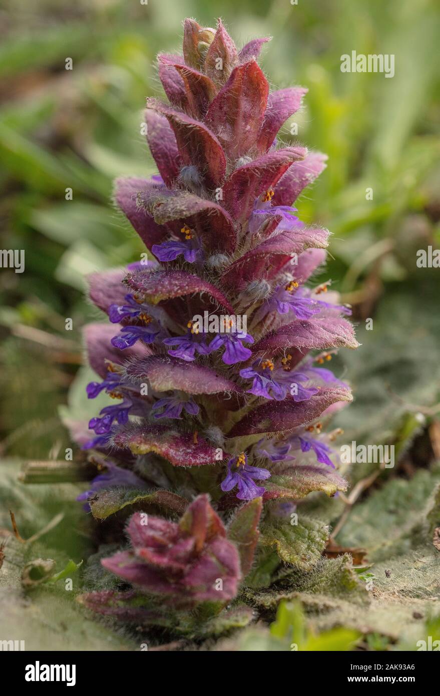 Pyramidale Bugle, Ajuga pyramidalis in Blume in Berg Grasland. Stockfoto