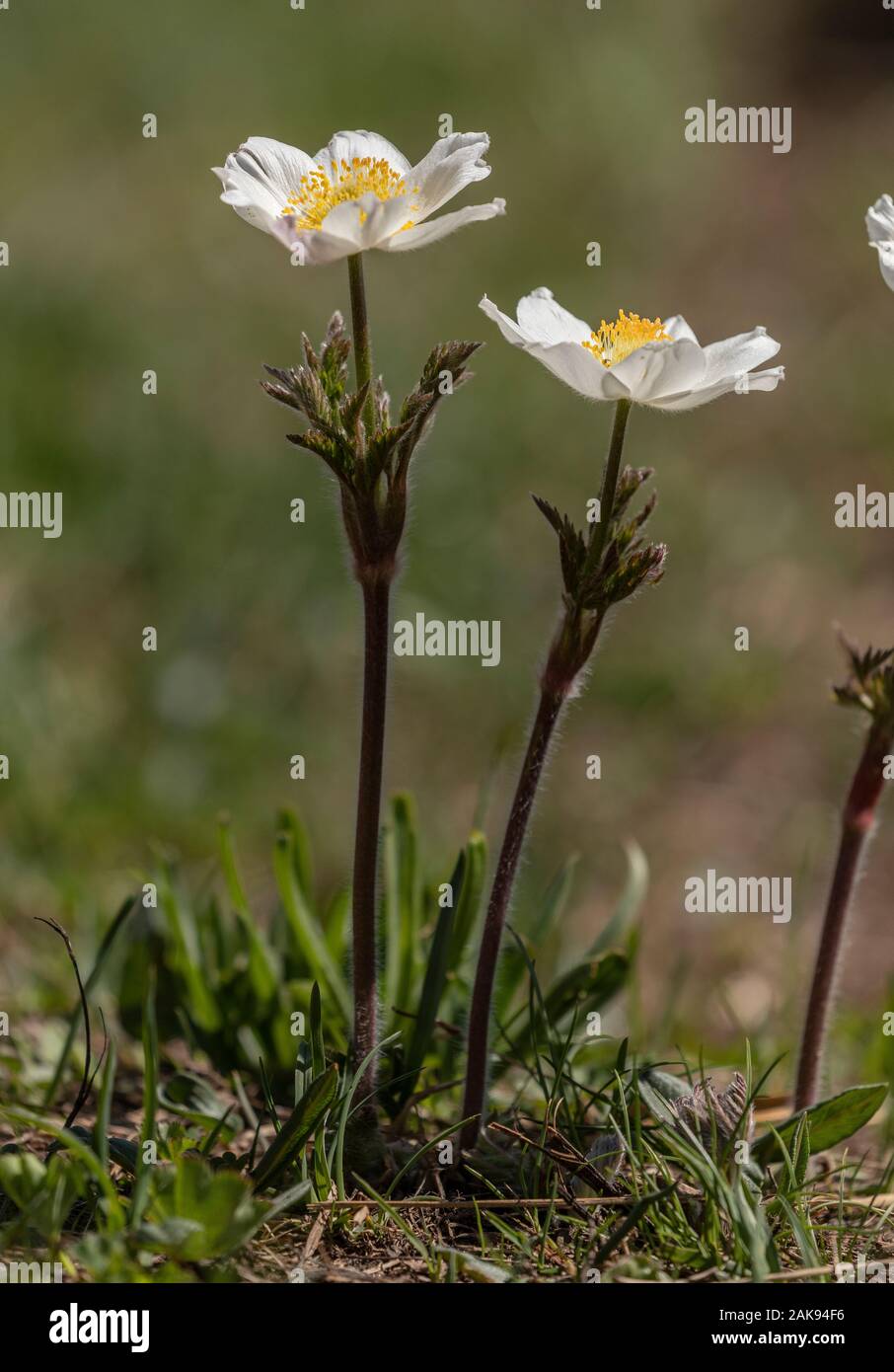 Alpine Küchenschellen, Pulsatilla Alpina, in Blume im alpinen Grünland, Vanoise, Französischen Alpen. Stockfoto