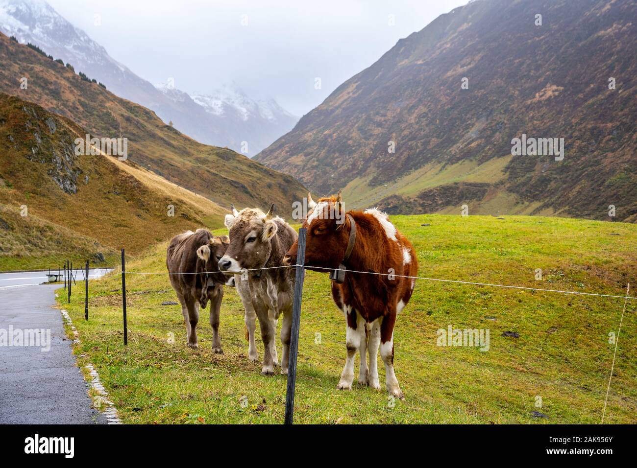 Kühe grasen in den Schweizer Alpen Stockfoto