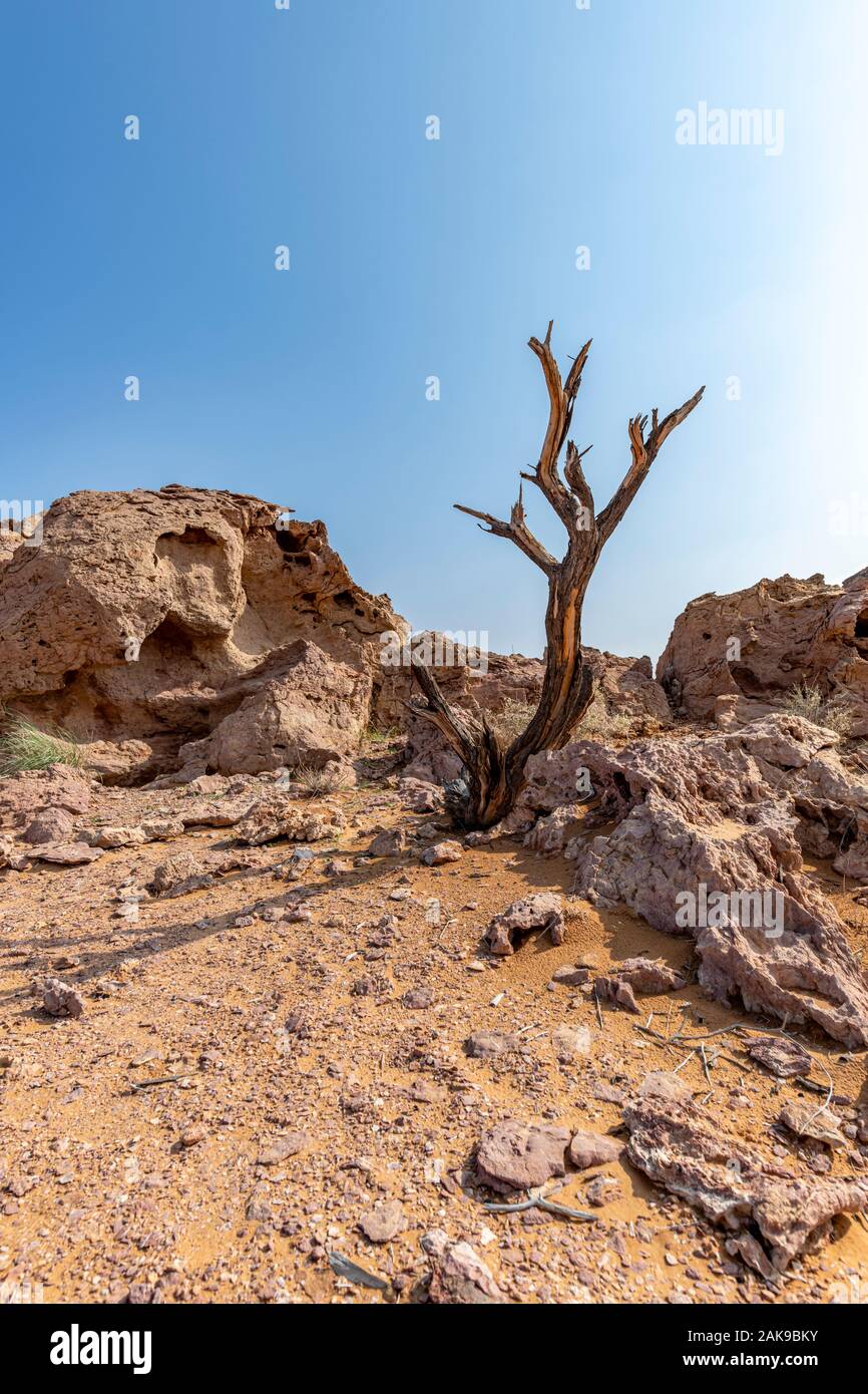 Toter Baum in der Wüste Stockfoto