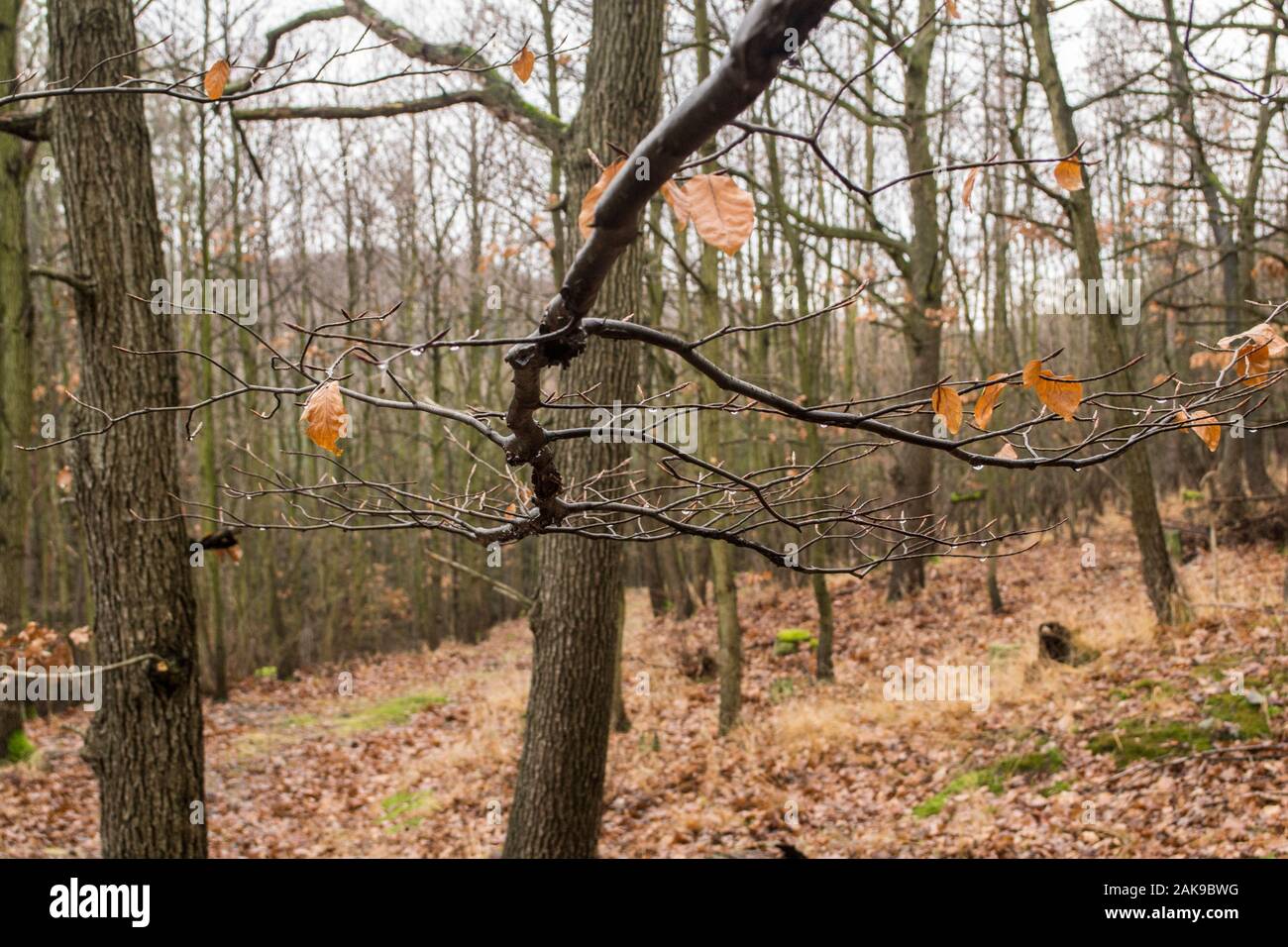 Zweige, Bäume, Blätter. Allen diesen Formen im Wald ändern sich ein einfacher Spaziergang für die Kunst erleben. Stockfoto