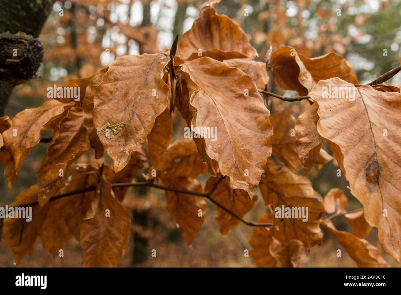 Design von Mutter Natur. Schönen Buche Blätter während der Wintersaison. Stockfoto