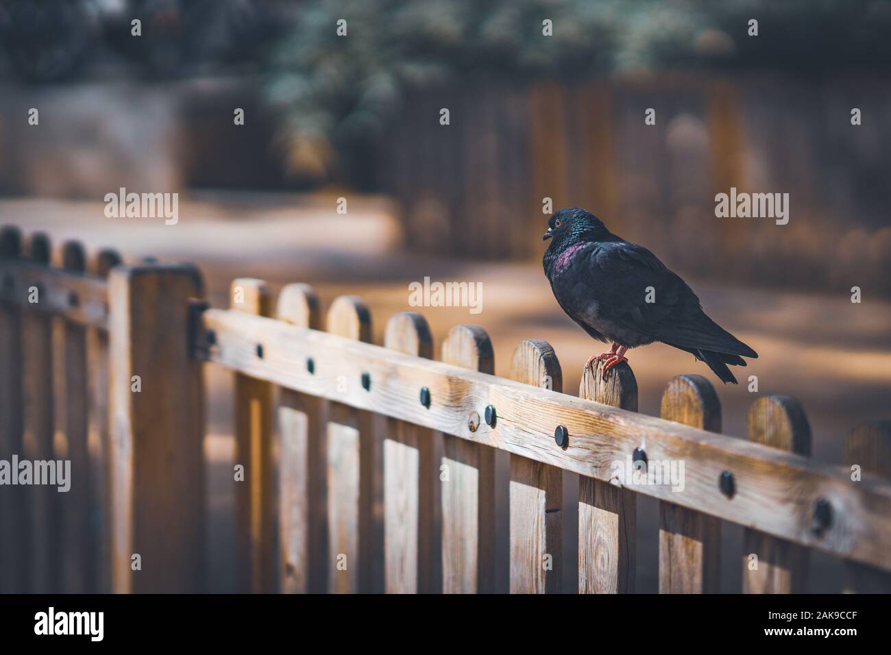 Schwarze Taube auf einem Holzzaun. Stockfoto